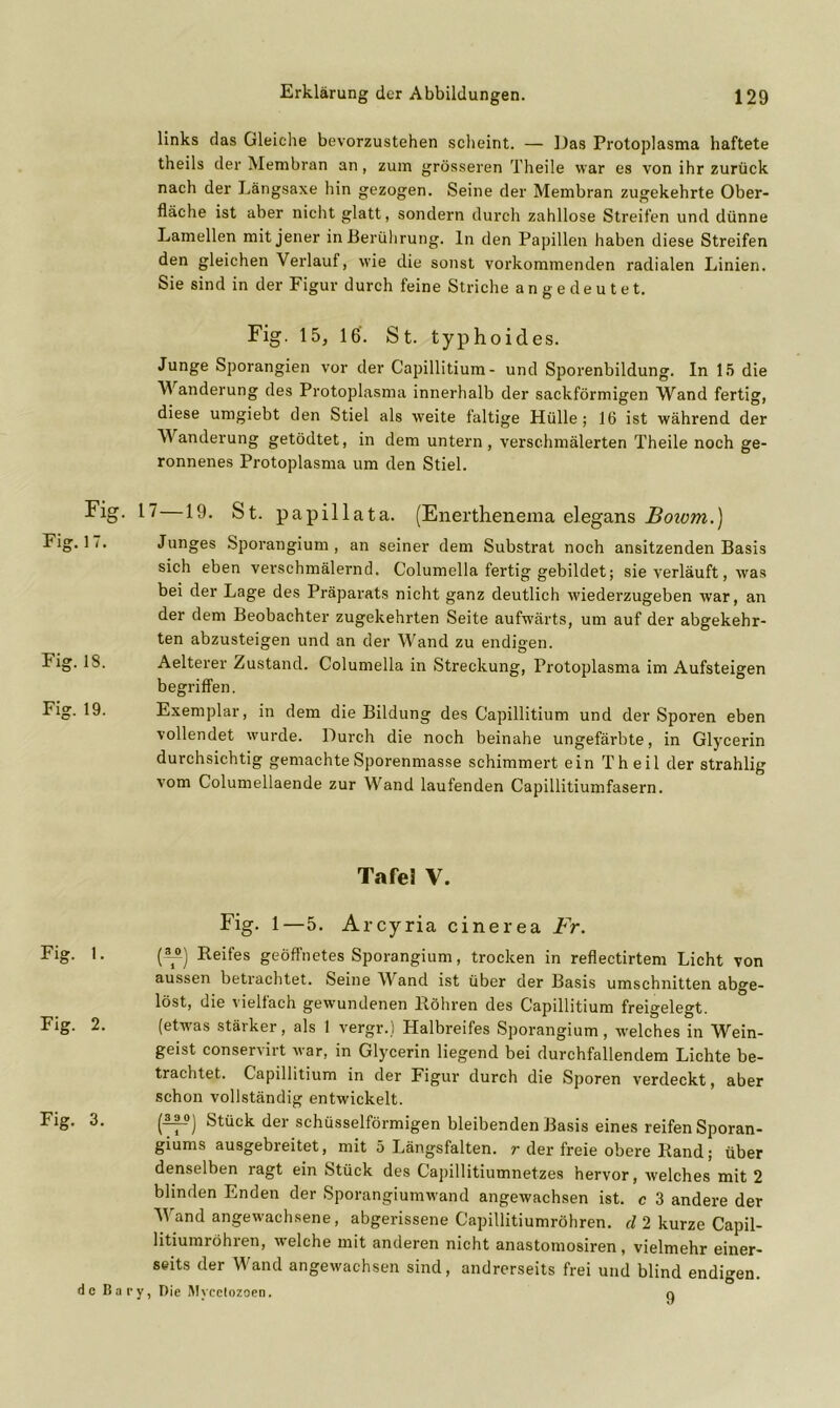 links das Gleiche bevorzustehen scheint. — Das Protoplasma haftete theils der Membran an, zum grösseren Theile war es von ihr zurück nach der Längsaxe hin gezogen. Seine der Membran zugekehrte Ober- fläche ist aber nicht glatt, sondern durch zahllose Streifen und dünne Lamellen mit jener in Berührung, ln den Papillen haben diese Streifen den gleichen Verlauf, wie die sonst vorkommenden radialen Linien. Sie sind in der Figur durch feine Striche a n g e d e u t e t. Fig. 15, 16'. St. typhoides. Junge Sporangien vor der Capillitium- und Sporenbildung. In 15 die Wanderung des Protoplasma innerhalb der sackförmigen Wand fertig, diese umgiebt den Stiel als weite faltige Hülle; 16 ist während der Wanderung getödtet, in dem untern , verschmälerten Theile noch ge- ronnenes Protoplasma um den Stiel. Fig. 17 19. St. papillata. (Enerthenema elegans Bowm.) Fig. 1 i. Junges Sporangium , an seiner dem Substrat noch ansitzenden Basis sich eben verschmälernd. Columella fertig gebildet; sie verläuft, was bei der Lage des Präparats nicht ganz deutlich wiederzugeben war, an der dem Beobachter zugekehrten Seite aufwärts, um auf der abgekehr- ten abzusteigen und an der Wand zu endigen. Fig. 18. Aelterer Zustand. Columella in Streckung, Protoplasma im Aufsteigen begriffen. Fig. 19. Exemplar, in dem die Bildung des Capillitium und der Sporen eben vollendet wurde. Durch die noch beinahe ungefärbte, in Glycerin durchsichtig gemachte Sporenmasse schimmert ein Th eil der strahlig vom Columellaende zur Wand laufenden Capillitiumfasern. Tafeä V. Fig. 1—5. Arcyria cinerea Fr. Fig. 1. (*-») Reifes geöffnetes Sporangium, trocken in reflectirtem Licht von aussen betrachtet. Seine Wand ist über der Basis Umschnitten abge- löst, die vielfach gewundenen Röhren des Capillitium freigelegt. Eig. 2. (etwas stäiker, als 1 vergr.l Halbreifes Sporangium, welches in Wöin- geist conservirt war, in Glycerin liegend bei durchfallendem Lichte be- trachtet. Capillitium in der Figur durch die Sporen verdeckt, aber schon vollständig entwickelt. Eig. 3. (^7^) Stöck der schüsselförmigen bleibenden Basis eines reifen Sporan- giums ausgebreitet, mit 5 Längsfalten, r der freie obere Rand; über denselben ragt ein Stück des Capillitiumnetzes hervor, welches mit 2 blinden Enden der Sporangiumwand angewachsen ist. c 3 andere der Wand angewachsene, abgerissene Capillitiumröhren. d 2 kurze Capil- litiumröhren, welche mit anderen nicht anastomosiren, vielmehr einer- seits der Wand angewachsen sind, andrerseits frei und blind endigen, de Bary, Die Mycclozoen. q