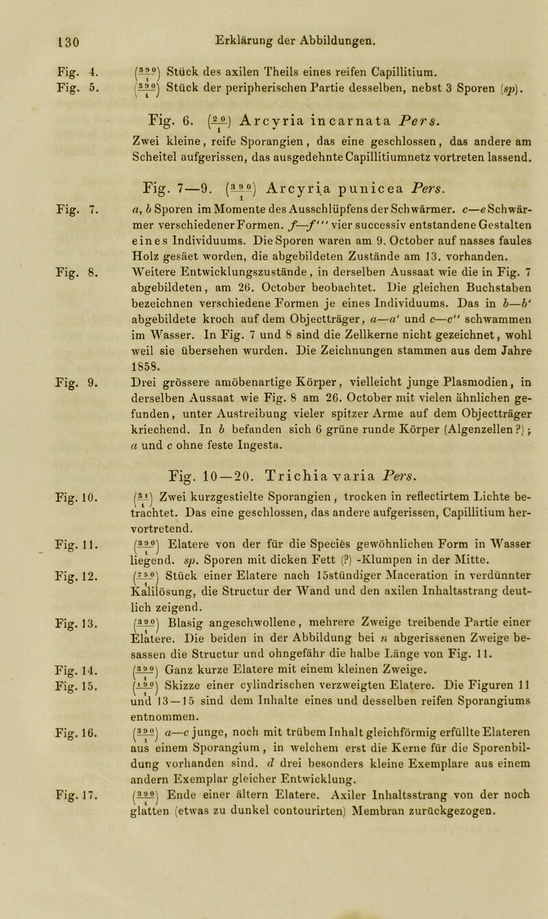 Fig. 4. Fig. 5. Fig. 7. Fig. 8. Fig. 9. Fig.10. Fig.11. Fig. 12. Fig. 13. Fig. 14. Fig. 15. Fig. 16. Fig. 17. (iS®) Stück des axilen Theils eines reifen Capillitium. (iSS) Stück der peripherischen Partie desselben, nebst 3 Sporen (sj>). Fig. 6. (A2.) Arcyria incarnata Pers. Zwei kleine, reife Sporangien, das eine geschlossen, das andere am Scheitel aufgerissen, das ausgedehnte Capillitiumnetz vortreten lassend. Fig. 7—9. (aia) Arcyria punicea Pers. a, b Sporen im Momente des Ausschlüpfens der Schwärmer, c—e Schwär- mer verschiedenerFormen. f—f‘ vier successiv entstandene Gestalten eines Individuums. Die Sporen waren am 9. October auf nasses faules Holz gesäet worden, die abgebildeten Zustände am 13. vorhanden. Weitere Entwicklungszustände, in derselben Aussaat wie die in Fig. 7 abgebildeten, am 26. October beobachtet. Die gleichen Buchstaben bezeichnen verschiedene Formen je eines Individuums. Das in b—b‘ abgebildete kroch auf dem Objectträger, a—a‘ und c—c schwammen im Wasser. In Fig. 7 und 8 sind die Zellkerne nicht gezeichnet, wohl weil sie übersehen wurden. Die Zeichnungen stammen aus dem Jahre 1858. Drei grössere amöbenartige Körper, vielleicht junge Plasmodien, in derselben Aussaat wie Fig. 8 am 26. October mit vielen ähnlichen ge- funden , unter Austreibung vieler spitzer Arme auf dem Objectträger kriechend. In b befanden sich 6 grüne runde Körper (Algenzellen Pj j a und c ohne feste Ingesta. Fig. 10 — 20. Trichia varia Pers. (.?') Zwei kurzgestielte Sporangien, trocken in reflectirtem Lichte be- trachtet. Das eine geschlossen, das andere aufgerissen, Capillitium her- vortretend. (üi) Elatere von der für die Species gewöhnlichen Form in Wasser liegend, sp. Sporen mit dicken Fett (?) -Klumpen in der Mitte. p_5_°) Stück einer Elatere nach 15stündiger Maceration in verdünnter Kalilösung, die Structur der Wand und den axilen Inhaltsstrang deut- lich zeigend. p_o_oj Blasig angeschwollene, mehrere Zweige treibende Partie einer Elatere. Die beiden in der Abbildung bei n abgerissenen Zweige be- sassen die Structur und ohngefähr die halbe Länge von Fig. 11. pJL®) Ganz kurze Elatere mit einem kleinen Zweige. (j_l°) Skizze einer cylindrischen verzweigten Elatere. Die Figuren 11 und 13 — 15 sind dem Inhalte eines und desselben reifen Sporangiums entnommen. (üi) a—c junge, noch mit trübem Inhalt gleichförmig erfüllte Elateren aus einem Sporangium, in welchem erst die Kerne für die Sporenbil- dung vorhanden sind, d drei besonders kleine Exemplare aus einem andern Exemplar gleicher Entwicklung. Ende einer ältern Elatere. Axiler Inhaltsstrang von der noch glatten (etwas zu dunkel contourirten) Membran zurückgezogen.