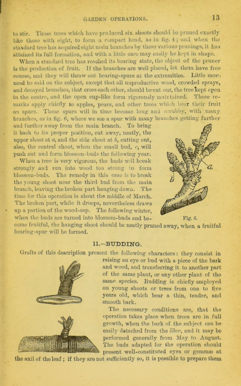 to stir. Those trees which have pro.luced six shoots should be primed exactly like those with eight, to form a Compact head, as in iig. 4; and when the standard tree has acquired eight main branches by these vnri ous primings, it has attained its full formation, and with a little care may easily be kept in shape. When a standard tree has reached its boaring state, the object of the primer is the production of fruit. If the branches are well placed, let them have freo course, and they will throw out bearing-spurs at the extremities. Little moro need be said on the subject, except that all unproductive wood, crowded sprays, and decayed branches, that cross each other, should be-cut out, the tree kept open in the centre, and the open cup-like form rigorously maintained. Tlieso re- marks apply chiefly to apples, pears, and other trees which bear their fruit on spurs. These spurs will in lime become long and scrubby, with many branches, as in fig. 6, where wo see a spur with many branches getting further and further away from the main branch. To bring it back to ils proper position, cut away, neatly, the upper shoot at a, and the side shoot at b, cutting out, also, the central shoot, when the small bud, c, will push out and form blossom-buds the following year. When a tree is very vigorous, the buds will break strongly and run into wood too strong lo form blossom-buds. The remedy in this case is to break the young shoot near the third bud from the main branch, leaving the broken part hanging down. The time for this operation is about the middle of March. The broken part, while it droops, nevertheless draws up a portion of the wood-sap. The following winter, when the buds are turned into blossom-buds and be- come fruitful, the hanging shoot should be neatly pruned away, when a fruitful bearing-spur will be formed. 11.—BUDDING. Grafts of this description present the following characters: they consist in raising an eye or bud with a piece of the bark and wood, and transferring it to another part of the same plant, or any other plant of the same species. Budding is chiefly employed on young shoots or trees from one to five years old, which bear a thin, tender, and smooth bark. Tho necessary conditions are, that the operation takes place when trees are in full growth, when the bark of the subject can be easily detached from the liber, and it may bo performed generally from May to August. The buds adapted for the operation should present well-constituted eyes or gemmae at the axil of the leaf ; if they are not sufficiently so, it is possible to prepare them