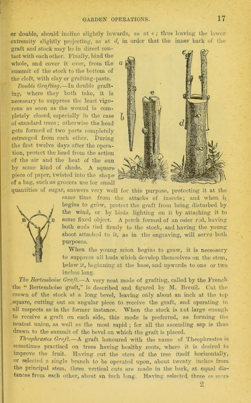 or double, should incline slightly inwards, as at e; thus leaving the lower extremity slightly projecting, as at d, in order that the inner bark of the graft and stock may ba in direct con- tact with each other. Finally, bind the whole, and cover it over, from tko summit of the stock to the bottom of the cleft, with clay or grafting-paste. Double Grafting.—In double graft- ing, where they both take, it is necessary to suppress the least vigo- rous as soon as the wound is com- pletely closed, especially in the case of standard trees; otherwise the head gets formed of two parts completely estranged from each other. During the first twelve days after the opera- tion, protect the head from the action of the air and the heat of the sun by some kind of shade. A square piece of paper, twisted into the shape1 of a bag, such as grocers use for small quantities of sugar, answers very well for this purpose, protecting it at the same time from the attacks of insects; and when it begins to grow, protect the graft from being disturbed by the wind, or by birds lighting on it by attaching it to some fixed object. A perch formed of an osier rod, having both ends tied firmly to the stock, and having the young shoot attached to it, as in the engraving, will serve both purposes. When the young scion begins to grow, it is necessary to suppress all buds which develop themselves on the stem, below it, beginning at the base, and upwards to one or two inches long. The Bcrtemboisc Graft.—A very neat mode of grafting, called by the French the “ Bertemboise graft,” is described and figured by M. Breuil. Cut the crown of the stock at a long bevel, leaving only about an inch at the top square, cutting out an angular piece to receive the graft, and operating in all respects as in tho former instance. When the stock is not large enough to receive a graft on each side, this mode is preferred, as forming the neatest union, as well as the most rapid ; for all the ascending sap is thus drawn to the summit of the bevel on which the graft is placed. Th'ophrastes Graft.—A graft honoured with tho name of Theophrastes is sometimes practised on trees having healthy roots, where it is desired to improve the fruit. Having cut the stem of the tree itself horizontally, or selected a single branch to be operated upon, about twenty inches from the principal stem, three vertical cuts are made in the bark, at equal dis- tances from each other, about an inch long. Having selected three or mere 2