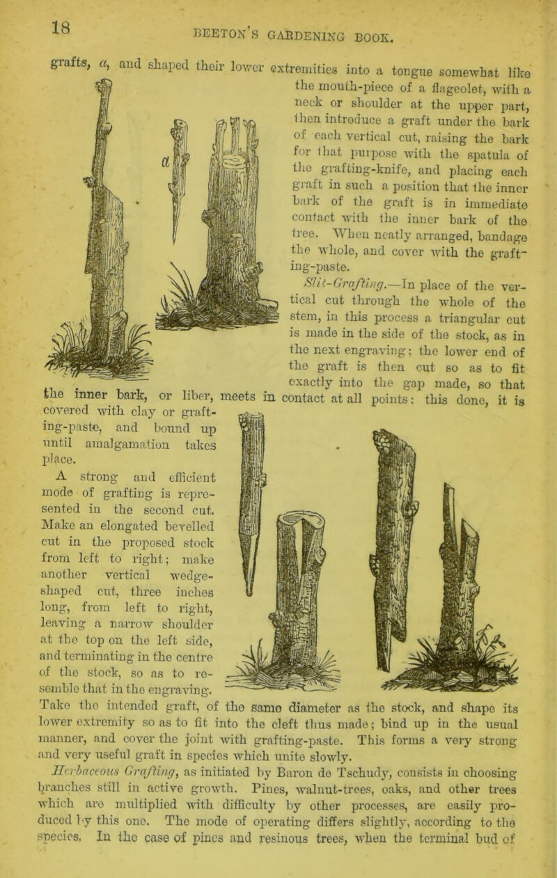 BEETON S GARDENING BOOK. grafts, a, and shaped their lower the inner barb, or liber, meets covered with clay or graft- ing-paste, and bound up until amalgamation takes place. A strong and efficient mode of grafting is repre- sented in the second cut. Make an elongated bevelled cut in the proposed stock from left to right; make another vertical wedge- shaped cut, three inches long, from left to right, leaving a narrow shoulder at the top on the left side, and terminating in the centre of the stock, so as to re- semble that in the engraving. extremities into a tongue somewhat like the mouth-piece of a flageolet, with a neck or shoulder at the upper part, then introduce a graft under the bark of each vertical cut, raising the bark for that purpose with the spatula of the grafting-knife, and placing each graft in such a position that the inner bark of the graft is in immediate contact with the inner bark of the tree. When neatly arranged, bandage the whole, and cover with the graft- ing-paste. Slit-Grafting,—In place of the ver- tical cut through the whole of the stem, in this process a triangular cut is made in the side of the stock, as in the next engraving; the lower end of the graft is then cut so as to fit exactly into the gap made, so that in contact at all points: this done, it is Take tho intended graft, of the samo diameter as the stock, and shape its lower extremity so as to fit into tho cleft thus made; bind up in the usual manner, and cover the joint with grafting-paste. This forms a very strong and very useful graft in species which unite slowly. Herbaceous Grafting, as initiated by Baron de Tschudy, consists in choosing ^ranches still in active growth. Pines, walnut-trees, oaks, and other trees which are multiplied with difficulty by other processes, are easily pro- duced by this one. Tho mode of operating differs slightly, according to the species. In tho case of pines and resinous trees, when the terminal bud of