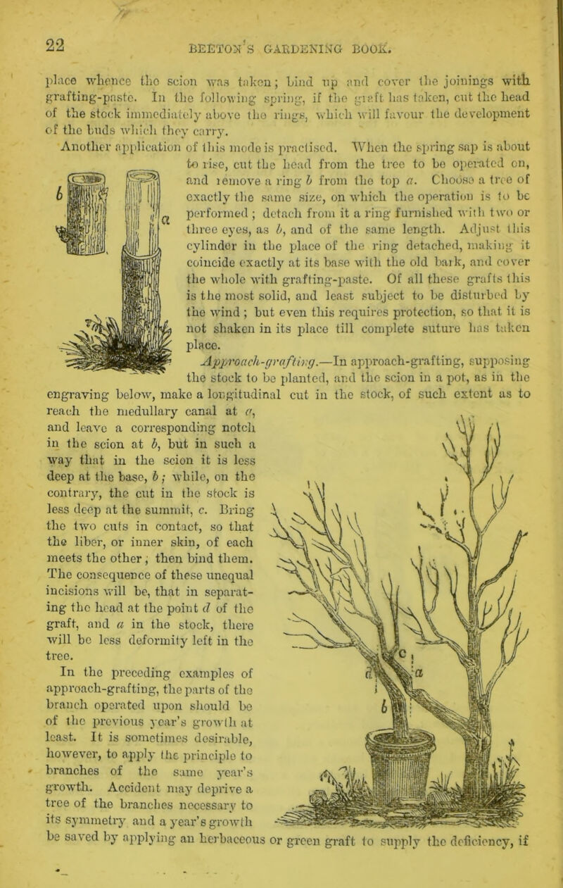 place whence the scion was taken; hind np and cover the joinings with grafting-paste. In the following spring, if the graft has taken, cut the head of the stock immediately above the rings, which will favour the development of the buds which they carry. Another application of this mode is practised. When the spring sap is about to rise, cut the head from the treo to be operated on, and lemove a ring h from the top a. Choose a tree of exactly the same size, on which the operation is to he performed ; detach from it a ring furnished with two or three eyes, as and of the same length. Adjust this cylinder in the place of the ring detached, making it coincide exactly at its base with the old bark, and cover the whole with grafting-paste. Of all these grafts this is the most solid, and least subject to be disturbed Ly the wind ; hut even this requires protection, so that it is not shaken in its place till complete suture has taken place. Approach-grafting.—In approach-grafting, supposing the stock to be planted, and the scion in a pot, as in the engraving below, make a longitudinal cut in the stock, of such extent as to reach the medullary canal at a, and leave a corresponding notch in the scion at h, but in such a way that in the scion it is less deep at the base, b; while, on the contrary, the cut in the stock is less deep at the summit, c. Bring the two cuts in contact, so that the liber, or inner skin, of each meets the other, then bind them. The consequence of these rrnequal incisions will he, that in separat- ing the head at the point d of the graft, and a in tho stock, there will be less deformity left in the tree. In the preceding examples of approach-grafting, the parts of the branch operated upon should be of the previous year’s growth at least. It is sometimes desirable, however, to apply the principle to branches of tho same year’s growth. Accident may deprive a tree of the branches necessary to its symmetry and a year’s growth be sa\ed by applying an herbaceous or green graft to supply the deficiency, if