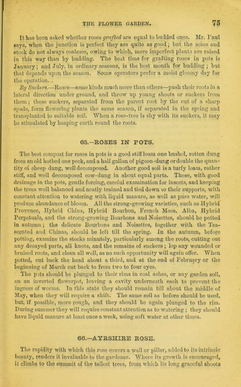 It has been asked whether roses grafted are equal to budded ones. Mr. 1'aul says, when tho junction is perfect they are quite as good; but the scion and stock do not always coalesce, owing to which, more imperfect plants are raised in this way than by budding. The beat time for grafting roses in pots is January; and July, in ordinary seasons, is the best month for budding ; but that deponds upon the season. Some operators prefer a moist gloomy day for the operation. By Suckers.—Roses—some kinds much more than others—push their roots in a lateral direction undor ground, and throw up young shoots or suckers from them; these suckers, separated from tho parent root by the cut of a sharp spade, form flowering plants the same season, if separated in tho spring and transplanted to suitable soil. When a rose-tree is shy with its suckers, it may be stimulated by heaping earth round the roots. 65.—ROSES IN POTS. The best compost for roses in pots is a good stiff loam ono bushel, rotten dung from an old hotbed one peck, and a half gallon of pigeon-dung ordouble tho quan- tity of sheep dung, well decomposed. Another good soil is a turfy loam, rather stiff, and well decomposed cow-dung in about equal parts. These, with good drainage in the pots, gentle forcing, careful examination for insects, and keeping the trees well balanced and neatly trained and tied down \o their supports, with constant attention to watering with liquid manure, as well as pure water, will produce abundance of bloom. All the strong-growing varieties, such as Hybrid Provence, Hybrid China, Hybrid Bourbon, Fronch Moss, Alba, Hybrid Perpctuals, and the strong-growing Bourbons and Noisettes, should be potted in autumn; the delicate Bourbons and Noisettes, together with tho Tea- scented and Chinas, should be left till the spring. In tho autumn, before potting, examine tho stocks minutely, particularly among the roots, cutting out any decayed parts, all knots, and the remains of suckers ; lop any wounded or bruised roots, and clean all well, as no such opportunity will again offer. When potted, cut back the head about a third, and at the end of February or the beginning of March cut back to from two to four eyes. The pats should be plunged to their rims in coal ashes, or any garden soil, on an inverted flowerpot, leaving a cavity underneath each to prevent the ingress of worms. In this state they should remain till about the middle of May, when they will require a shift. The same soil as bofore should be used, but, if possible, more rough, and they should be again plunged to the rim. During summer they will require constant attention as to watering; they should have liquid manure at least once a week, using soft water at other times. 66.—AYRSHIRE ROSE. The rapidity -with which this rose covers a wall or pillar, added to its intrinsic beauty, renders it invaluable to the gardener. Whore its growth is encouraged, it climbs to the summit of the tallest trees, from which its long graceful shoots