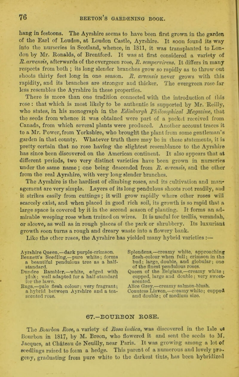 liang in festoons. The Ayrshire seems to have been first grown in the garden of the Earl of London, at Loudon Castle, Ayrshire. It soon found its way into the nurseries in Scotland, whence, in 1811, it was transplanted to Lon- don by Mr. Ronalds, of Brentford. It was at first considered a variety of R.arvetisis, afterwards of the evergreen rose, R. sempervircns. It differs in many respects from both ; its long slender branches grow so rapidly as to throw out shoots thirty feet long in ono season. R. arvensis never grows with this rapidity, and its branches are stronger and thicker. The evergreen rose far less resembles the Ayrshire in these properties. There is more than one tradition connected with the introduction of this rose: that which is most likely to be authentic is supported by Mr. Reilly, who states, in his monograph in the Edinburgh Philosophical Magazine, that the seeds from whence it was obtained were part of a packet received from Canada, from which several plants were produced. Another account traces it to a Mr. Power, from Yorkshire, who brought the plant from some gentleman’s garden in that county. Whatever truth there may be in these statements, it is pretty certain that no rose having the slightest resemblance to the Ayrshire has since been discovered on the American continent. It also appears that at different periods, two very distinct varieties have been grown in nurseries under the same name ; one being descended from P. arvensis, and the other from the real Ayrshire, with very long slender branches. The Ayrshire is the hardiest of climbing roses, and its cultivation and man* agement are very simple. Layers of its long pendulous shoots root readily, and it strikes easily from cuttings; it will grow rapidly where other roses will scarcely exist, and when placed in good rich soil, its growth is so rapid that a large space is covered by it in the second season of planting. It forms an ad- mirable weeping rose when trained on wires. It is useful for trellis, verandah, or alcove, as well as in rough places of the park or shrubbery. Its luxuriant growth soon turns a rough and dreary waste into a flowery bank. Like the other roses, the Ayrshire has yielded many hybrid varieties :— Ayrshire Queen,—dark purple-crimson. Bennett’s Seedling,—pure white; forms a beautiful pendulous tree as a half- standard. Dundee Rambler,—white, edged with pink; well adapted for a half-standard lor the lawn. Ruga,—pale flesh colour; very fragrant; a hybrid between Ayrshire and a tca- seented rose. Splendens,—creamy white, approaching flesh-colour when full; crimson in the bud; large, double, and globular; one of the finest pendulous roses. Queen of the Belgians,—creamy white ; cupped, large and double; very sweet- scented. Alice Grey,—creamy salmon-blush. Couutess Lieven,—creamy white; cupped and double; of medium size. 67.—BOURBON ROSE. The Bourbon Rose, a variety of Rosa indica, was discovered in the Isle ul Bourbon in 1817, by M. Breon, who flowered it and sent the seeds to M. Jacques, at Chateau do Neuilly, near Paris. It was growing among a lot of seedlings raised to fotra a hedge. This parent of a numerous and lovely pro- geny, graduating from pure white to the darkest tints, has been hybridised