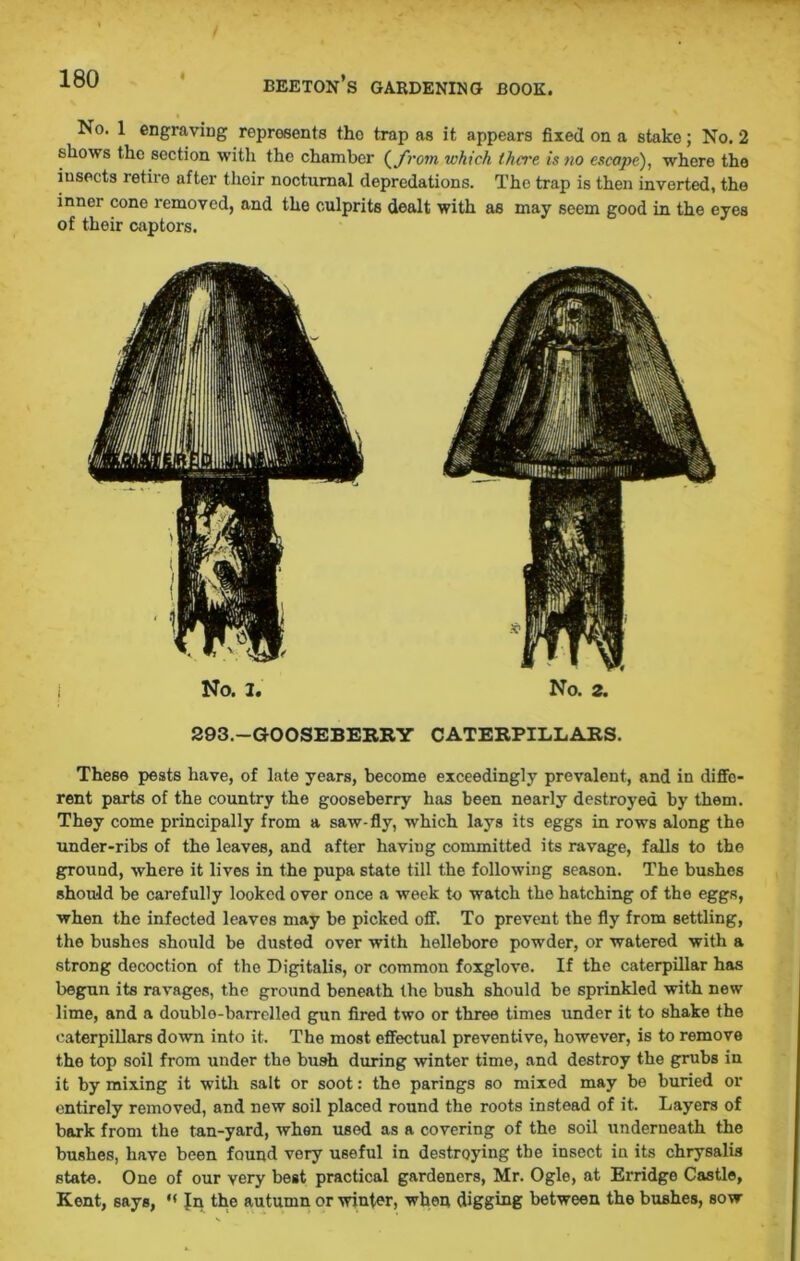 No. 1 engraving represents the trap as it appears fixed on a stake; No. 2 shows the section with the chamber (from which there is no escape), where the insects retire after their nocturnal depredations. The trap is then inverted, the inner cone removed, and the culprits dealt with as may seem good in the eyes of their captors. No. 2. No. 2. 293.—GOOSEBERRY CATERPILLARS. These pests have, of late years, become exceedingly prevalent, and in diffe- rent parts of the country the gooseberry has been nearly destroyed by them. They come principally from a saw-fly, which lays its eggs in rows along the under-ribs of the leaves, and after having committed its ravage, falls to the ground, where it lives in the pupa state till the following season. The bushes should be carefully looked over once a week to watch the hatching of the eggs, when the infected leaves may be picked off. To prevent the fly from settling, the bushes should be dusted over with hellebore powder, or watered with a strong decoction of the Digitalis, or common foxglove. If the caterpillar has begun its ravages, the ground beneath the bush should be sprinkled with new lime, and a doublo-barrclled gun fired two or three times under it to shake the caterpillars down into it. The most effectual preventive, however, is to remove the top soil from under the bush during winter time, and destroy the grubs in it by mixing it with salt or soot: the parings so mixed may be buried or entirely removed, and new soil placed round the roots instead of it. Layers of bark from the tan-yard, when used as a covering of the soil underneath the bushes, have been found very useful in destroying the insect in its chrysalis state. One of our very best practical gardeners, Mr. Ogle, at Erridge Castle, Kent, says, “ Jn the autumn or winter, when digging between the bushes, sow