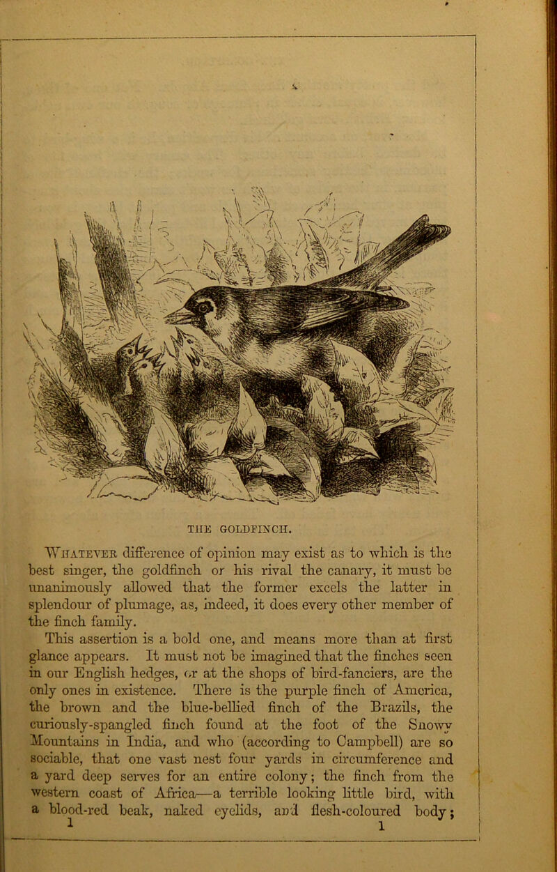 THE GOLDFINCH. Whatever difference of opinion may exist as to which is the best singer, the goldfinch or his rival the canary, it must he unanimously allowed that the former excels the latter in splendour of plumage, as, indeed, it does every other member of the finch family. This assertion is a bold one, and means more than at first glance appears. It must not be imagined that the finches seen in our English hedges, or at the shops of bird-fanciers, are the only ones in existence. There is the purple finch of America, the brown and the blue-bellied finch of the Brazils, the curiously-spangled finch found at the foot of the Snowy Mountains in India, and who (according to Campbell) are so sociable, that one vast nest four yards in circumference and a yard deep serves for an entire colony; the finch from the western coast of Africa—a terrible looking little bird, with a blood-red beak, naked eyelids, and flesh-coloured body;