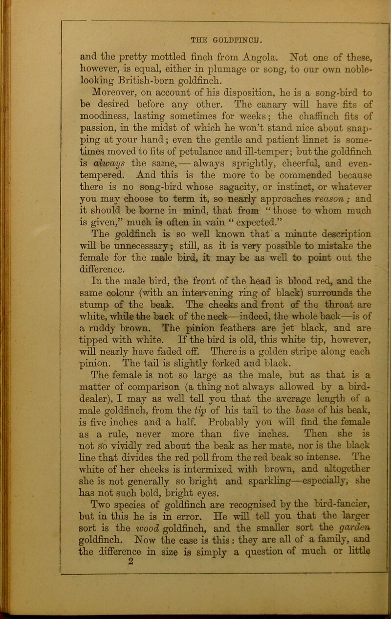 and the pretty mottled finch from Angola. Not one of these, however, is equal, either in plumage or song, to our own noble- looldng British-born goldfinch. Moreover, on account of his disposition, he is a song-bird to be desired before any other. The canary will have fits of moodiness, lasting sometimes for weeks; the chaffinch fits of passion, in the midst of which he won’t stand nice about snap- ping at your hand; even the gentle and patient linnet is some- times moved to fits of petulance and ill-temper; but the goldfinch is always the same, — always sprightly, cheerful, and even- tempered. And this is the more to be commended because there is no song-bird whose sagacity, or instinct, or whatever you may choose to term it, so nearly approaches reason; and it should be borne in mind, that from “ those to whom much is given,” much is often in vain “ expected.” The goldfinch is so well known that a minute description will be unnecessary; still, as it is very possible to mistake the female for the male bird, it may be as well to point out the difference. In the male bird, the front of the head is blood red, and the same colour (with an intervening ring of black) surrounds the stump of the beak. The cheeks and front of the throat are white, while the back of the neck—indeed, the whole back—is of a ruddy brown. The pinion feathers are jet black, and are tipped with white. If the bird is old, this white tip, however, will nearly have faded off. There is a golden stripe along each pinion. The tail is slightly forked and black. The female is not so large as the male, but as that is a matter of comparison (a thing not always allowed by a bird- dealer), I may as well tell you that the average length of a male goldfinch, from the tip of his tail to the base of his beak, is five inches and a half. Probably you will find the female as a rule, never more than five inches. Then she is not so vividly red about the beak as her mate, nor is the black line that divides the red poll from the red beak so intense. The white of her cheeks is intermixed with brown, and altogether she is not generally so bright and sparkling—especially, she has not such bold, bright eyes. Two species of goldfinch are recognised by the bird-fancier, but in this he is in error. He will tell you that the larger sort is the wood goldfinch, and the smaller sort the garden goldfinch. Now the case is tins: they are all of a family, and the difference in size is simply a question of much or little