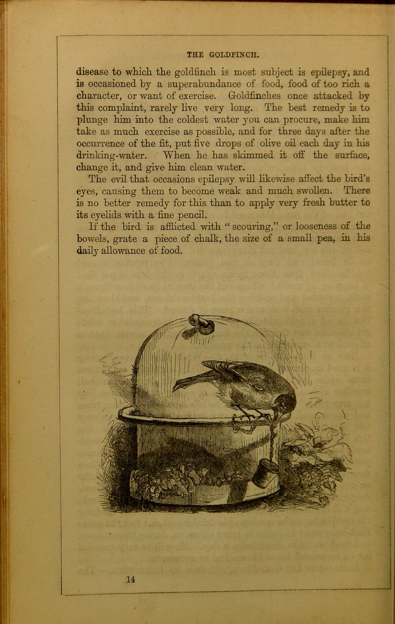 s i i Jj .■;j ■V - disease to which, the goldfinch is most subject is epilepsy, and is occasioned by a superabundance of food, food of too rich a character, or want of exercise. Goldfinches once attacked by this complaint, rarely live very long. The best remedy is to plunge him into the coldest water you can procure, make him take as much exercise as possible, and for three days after the occurrence of the fit, put five drops of olive oil each day in his drinking-water. When he has skimmed it off the surface, change it, and give him clean water. The evil that occasions epilepsy will likewise affect the bird’s eyes, causing them to become weak and much swollen. There is no better remedy for this than to apply very fresh butter to its eyelids with a fine pencil. If the bird is afflicted with “ scouring,” or looseness of the bowels, grate a piece of chalk, the size of a small pea, in his daily allowance of food.