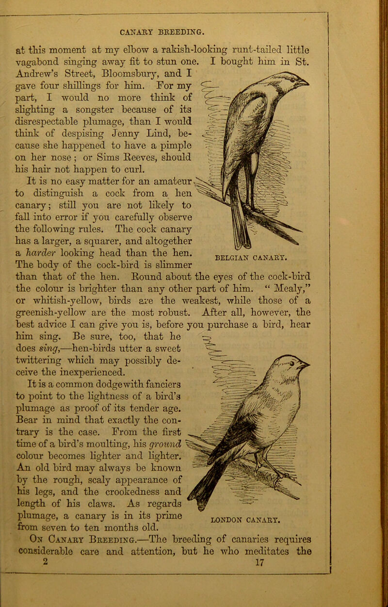 BELGIAN CANARY. at this moment at my elbow a rakish-looking runt-tailed little vagabond singing away fit to stun one. I bought him in St. Andrew’s Street, Bloomsbury, and I gave four shillings for him. For my part, I would no more think of slighting a songster because of its disrespectable plumage, than I would think of despising Jenny Lind, be- cause she happened to have a pimple on her nose ; or Sims Beeves, should his hair not happen to curl. It is no easy matter for an amateur to distinguish a cock from a hen canary; still you are not likely to fall into error if you carefully observe the following rules. The cock canary has a larger, a squarer, and altogether a harder looking head than the hen. The body of the cock-bird is slimmer than that of the hen. Bound about the eyes of the cock-bird the colour is brighter than any other part of him. “ Mealy,” or whitish-yellow, birds are the weakest, while those of a greenish-yellow are the most robust. After all, however, the best advice I can give you is, before you purchase a bird, hear him sing. Be sure, too, that he does sing,—hen-birds utter a sweet twittering which may possibly de- ceive the inexperienced. It is a common dodge with fanciers to point to the lightness of a bird’s plumage as proof of its tender age. Bear in mind that exactly the con- trary is the case. From the first time of a bird’s moulting, his ground colour becomes lighter and lighter. An old bird may always be known by the rough, scaly appearance of his legs, and the crookedness and length of his claws. As regards plumage, a canary is in its prime ^don canary. from seven to ten months old. On Canary Breeding.—The breeding of canaries requires considerable care and attention, but he who meditates the