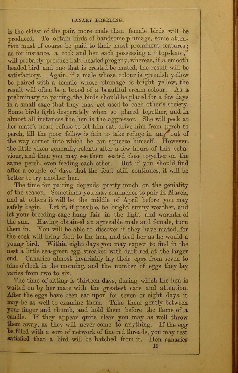 is the eldest of the pair, more male than female birds will be produced. To obtain birds of handsome plumage, some atten- tion must of course be paid to then most prominent features; as for instance, a cock and hen each possessing a “ top-knot,” will probably produce bald-headed progeny, whereas, if a smooth headed bird and one that is crested be mated, the result will be satisfactory. Again, if a male whose colour is greenish yellow be paired with a female whose plumage is bright yellow, the result will often be a brood of a beautiful cream colour. As a preliminary to pairing, the birds should be placed for a few days in a small cage that they may get used to each other’s society. Some birds fight desperately when so placed together, and in almost all instances the hen is the aggressor. She will peck at her mate’s head, refuse to let him eat, drive him from perch to perch, till the poor fellow is fain to take refuge in any^out of the way corner into which he can squeeze himself. However, the little vixen generally relents after a few hours of this beha- viour, and then you may see them seated close together on the same perch, even feeding each other. But if you should find after a couple of days that the feud still continues, it will be better to try another hen. The time for pairing depends pretty much on the geniality of the season. Sometimes you may commence to pair in March, and at others it will be the middle of April before you may safely begin. Let it, if possible, be bright sunny weather, and let your breeding-cage hang fair in the light and warmth of the sun. Having obtained an agreeable male and female, turn them in. You will be able to discover if they have mated, for the cock will bring food to the hen, and feed her as he would a young bird. Within eight days you may expect to find in the nest a little sea-green egg, streaked with dark red at the larger end. Canaries almost invariably lay their eggs from seven to nine o’clock in the morning, and the number of eggs they lay varies from two to six. The time of sitting is thirteen days, during which the hen is waited on by her mate -with the greatest care and attention. After the eggs have been sat upon for seven or eight days, it may be as well to examine them. Take them gently between your finger and thumb, and hold them before the flame of a candle. If they appear quite clear you may as well throw them away, as they will never come to anything. If the egg be filled with a sort of network of fine red threads, you may rest satisfied that a bird will be hatched from it. Hen canaries