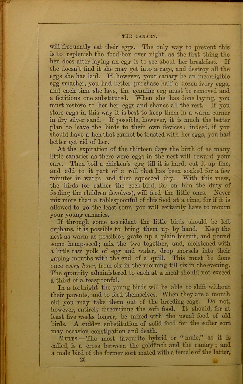 r I THE CANARY. will frequently eat their eggs. The only way to prevent this is to replenish the food-box over night, as the first thing the hen does after laying an egg is to see about her breakfast. If she doesn’t find it she may get into a rage, and destroy aU the eggs she has laid. If, however, your canary be an incorrigible egg smasher, you had better purchase half a dozen ivory eggs, and each time she lays, the genuine egg must be removed and a fictitious one substituted. When she has done laying, you must restore to her her eggs and chance all the rest. If you store eggs in this way it is best to keep them in a warm comer in dry silver sand. If possible, however, it is much the better plan to leave the birds to their own devices ; indeed, if you should have a hen that cannot be trusted with her eggs, you had better get rid of her. At the expiration of the thirteen days the birth of as many little canaries as there were eggs in the nest will reward your care. Then boil a chicken’s egg till it is hard, cut it up fine, and add to it part of a roll that has been soaked for a few minutes in water, and then squeezed dry. With this mess, the birds (or rather the cock-bird, for on him the duty of feeding the children devolves), will feed the little ones. Never mix more than a tablespoonful of this food at a time, for if it is allowed to go the least sour, you will certainly have to mourn your young canaries. If through some acccident the little birds should be left orphans, it is possible to bring them up by hand. Keep the nest as warm as possible; grate up a plain biscuit, and pound some hemp-seed; mix the two together, and, moistened with a little raw yolk of egg and water, drop morsels into their gaping mouths with the end of a quill. This must be done once every hour, from six in the morning till six in the evening. The quantity administered to each at a meal should not exceed a third of a teaspoonful. In a fortnight the young birds will be able to shift without their parents, and to feed themselves. WTien they are a month old you may take them out of the breeding-cage. Do not, however, entirely discontinue the soft food. It should, for at least five weeks longer, be mixed with the usual food of old birds. A sudden substitution of solid food for the softer sort may occasion constipation and death. Mules.—The most favourite hybrid or “ mule,’- as it is called, is a cross between the goldfinch and the canary; and a male bird of the former sort mated with a female of the latter,