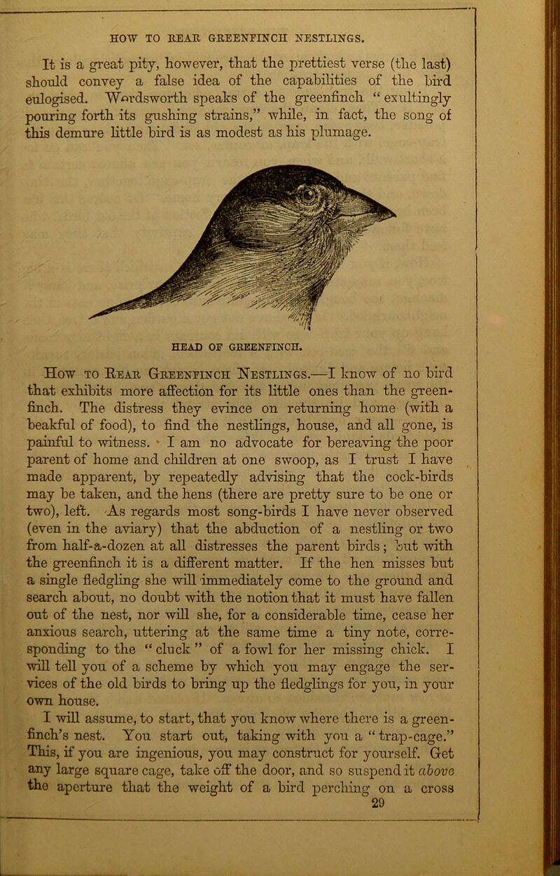 HOW TO HEAR GREENFINCH NESTLINGS. It is a great pity, however, that the prettiest verse (the last) should convey a false idea of the capabilities of the bird eulogised. Wordsworth speaks of the greenfinch “ exult in gly pouring forth its gushing strains,” while, in fact, the song of this demure little bird is as modest as his plumage. HEAD OF GREENFINCH. How to Rear Greenfinch Nestlings.—I know of no bird that exhibits more affection for its little ones than the green- finch. The distress they evince on returning home (with a beakful of food), to find the nestlings, house, and all gone, is painful to witness. * I am no advocate for bereaving the poor parent of home and children at one swoop, as I trust I have made apparent, by repeatedly advising that the cock-birds may be taken, and the hens (there are pretty sure to be one or two), left. As regards most song-birds I have never observed (even in the aviary) that the abduction of a nestling or two from half-a-dozen at all distresses the parent birds; but with the greenfinch it is a different matter. If the hen misses but a single fledgling she will immediately come to the ground and search about, no doubt with the notion that it must have fallen out of the nest, nor will she, for a considerable time, cease her anxious search, uttering at the same time a tiny note, corre- sponding to the “ cluck ” of a fowl for her missing chick. I will tell you of a scheme by which you may engage the ser- vices of the old birds to bring up the fledglings for you, in your own house. I will assume, to start, that you know where there is a green- finch’s nest. You start out, taking with you a “ trap-cage.” This, if you are ingenious, you may construct for yourself. Get any large square cage, take off the door, and so suspend it above the aperture that the weight of a bird perching on a cross