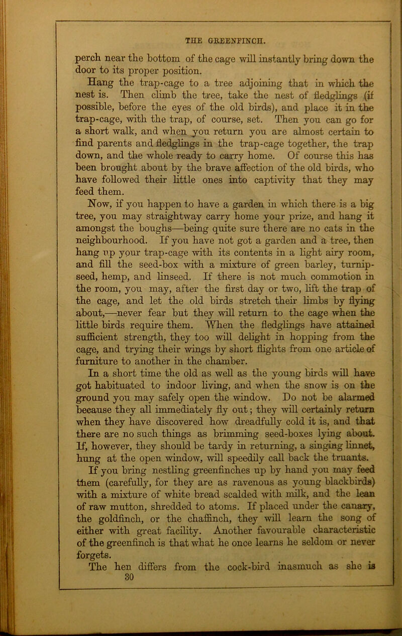 perch near the bottom of the cage will instantly bring down the door to its proper position. Hang the trap-cage to a tree adjoining that in which the nest is. Then climb the tree, take the nest of fledglings (if possible, before the eyes of the old birds), and place it in the trap-cage, with the trap, of course, set. Then you can go for a short walk, and when you return you are almost certain to find parents and fledglings in the trap-cage together, the trap down, and the whole ready to carry home. Of course this has been brought about by the brave affection of the old birds, who have followed their little ones into captivity that they may feed them. Now, if you happen to have a garden in which there is a big tree, you may straightway carry home your prize, and hang it amongst the boughs—being quite sure there are no cats in the neighbourhood. If you have not got a garden and a tree, then hang up your trap-cage with its contents in a light airy room, and fill the seed-box with a mixture of green barley, turnip- seed, hemp, and linseed. If there is not much commotion in the room, you may, after the first day or two, lift the trap of the cage, and let the old birds stretch then- limbs by flying about,—never fear but they will return to the cage when the little birds require them. When the fledglings have attained sufficient strength, they too will delight in hopping from the cage, and trying their wings by short flights from one article of furniture to another in the chamber. In a short time the old as well as the young birds will have got habituated to indoor hving, and when the snow is on the ground you may safely open the window. Do not be alarmed because they all immediately fly out; they will certainly return when they have discovered how dreadfully cold it is, and that there are no such things as brimming seed-boxes lying about. If, however, they should be tardy in returning, a singing linnet, hung at the open -window, will speedily call back the truants. If you bring nestling greenfinches up by hand you may feed tfiem (carefully, for they are as ravenous as young blackbirds) with a mixture of white bread scalded with milk, and the lean of raw mutton, shredded to atoms. If placed under the canary, the goldfinch, or the chaffinch, they will learn the song of either with great facility. Another favourable characteristic of the greenfinch is that what he once learns he seldom or never forgets. The hen differs from the cock-bird inasmuch as she is