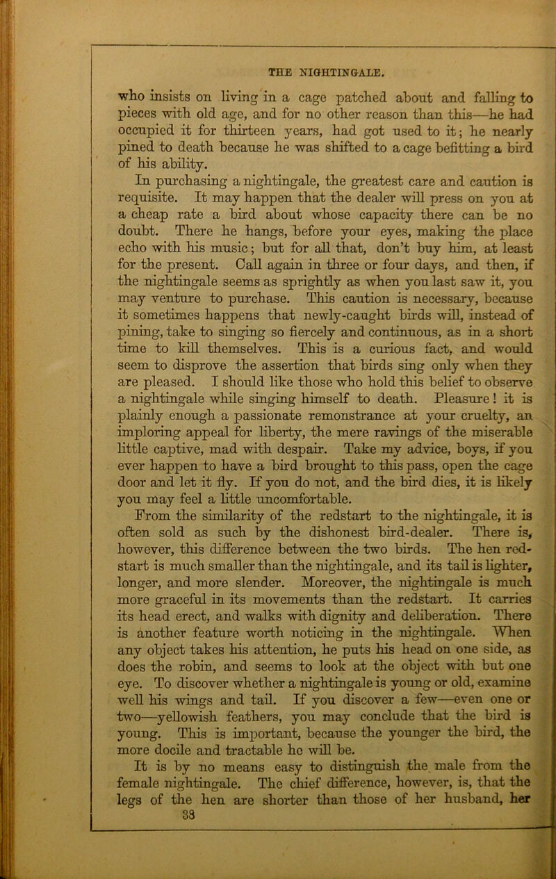 who insists on living in a cage patched about and falling to pieces with old age, and for no other reason than this—he had occupied it for thirteen years, had got used to it; he nearly pined to death because he was shifted to a cage befitting a bird of his ability. In purchasing a nightingale, the greatest care and caution is requisite. It may happen that the dealer will press on you at a cheap rate a bird about whose capacity there can be no doubt. There he hangs, before your eyes, making the place echo with his music; but for all that, don’t buy him, at least for the present. Call again in three or four days, and then, if the nightingale seems as sprightly as when you last saw it, you may venture to purchase. This caution is necessary, because it sometimes happens that newly-caught birds will, instead of pining, take to singing so fiercely and continuous, as in a short time to kill themselves. This is a curious fact, and would seem to disprove the assertion that birds sing only when they are pleased. I should like those who hold this belief to observe a nightingale while singing himself to death. Pleasure! it is plainly enough a passionate remonstrance at your cruelty, an imploring appeal for liberty, the mere ravings of the miserable little captive, mad with despair. Take my advice, boys, if you ever happen to have a bird brought to this pass, open the cage door and let it fly. If you do not, and the bird dies, it is likely you may feel a little uncomfortable. From the similarity of the redstart to the nightingale, it is often sold as such by the dishonest bird-dealer. There is, however, this difference between the two birds. The hen red- start is much smaller than the nightingale, and its tail is lighter, longer, and more slender. Moreover, the nightingale is much more graceful in its movements than the redstart. It carries its head erect, and walks with dignity and deliberation. There is another feature worth noticing in the nightingale. When any object takes his attention, he puts his head on one side, as does the robin, and seems to look at the object with but one eye. To discover whether a nightingale is young or old, examine well his wings and tail. If you discover a few—even one or two—yellowish feathers, you may conclude that the bird is young. This is important, because the younger the bird, the more docile and tractable he will be. It is by no means easy to distinguish the male from the female nightingale. The chief difference, however, is, that the legs of the hen are shorter than those of her husband, her 33