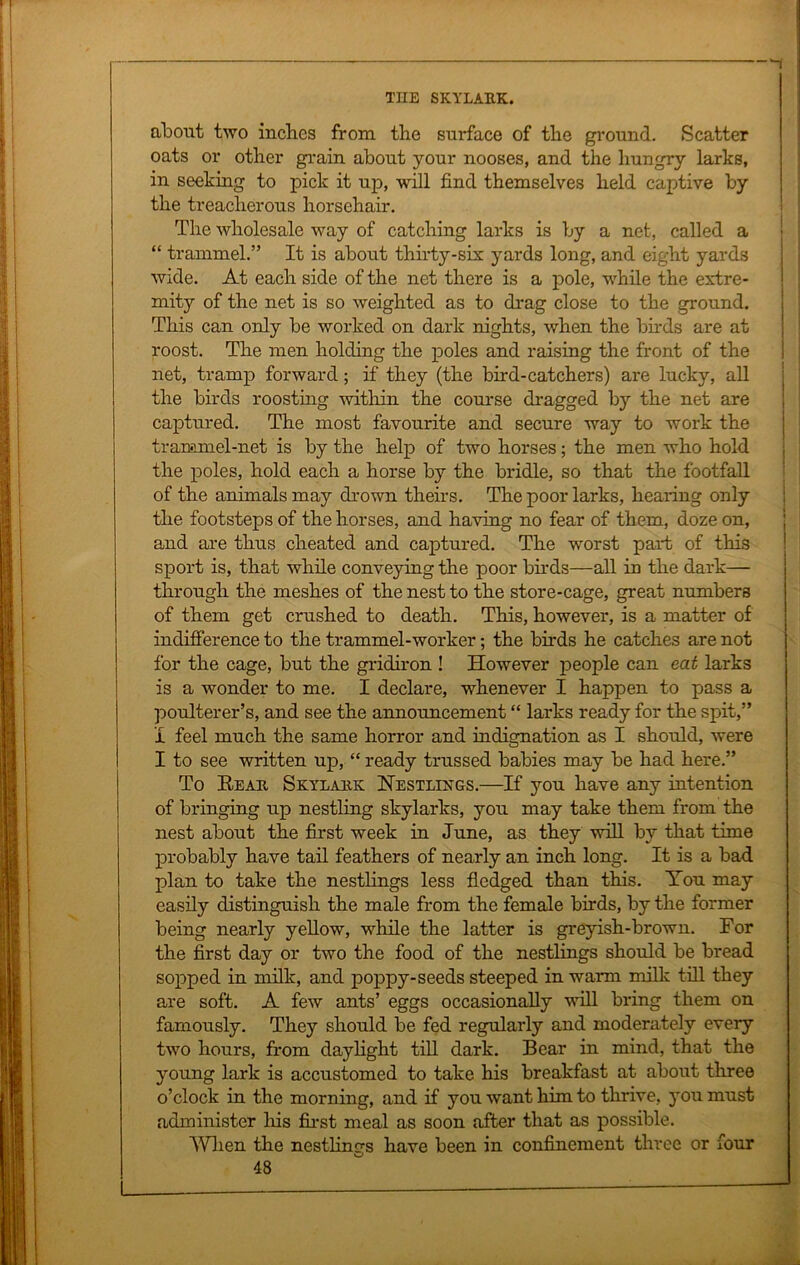 about two inches from the surface of the ground. Scatter oats or other grain about your nooses, and the hungry larks, in seeking to pick it up, will find themselves held captive by the treacherous horsehair. The wholesale way of catching larks is by a net, called a “ trammel.” It is about thirty-six yards long, and eight yards wide. At each side of the net there is a pole, while the extre- mity of the net is so weighted as to drag close to the ground. This can only be worked on dark nights, when the birds are at roost. The men holding the poles and raising the front of the net, tramp forward ; if they (the bird-catchers) are lucky, all the birds roosting within the course dragged by the net are captured. The most favourite and secure way to work the trammel-net is by the help of two horses; the men who hold the poles, hold each a horse by the bridle, so that the footfall of the animals may drown theirs. The poor larks, hearing only the footsteps of the horses, and having no fear of them, doze on, and are thus cheated and captured. The worst part of this sport is, that while conveying the poor birds—all in the dark— through the meshes of the nest to the store-cage, great numbers of them get crushed to death. This, however, is a matter of indifference to the trammel-worker; the birds he catches are not for the cage, but the gridiron ! However people can eat larks is a wonder to me. I declare, whenever I happen to pass a poulterer’s, and see the announcement “ larks ready for the spit,” I feel much the same horror and indignation as I should, were I to see written up, “ ready trussed babies may be had here.” To Rear Skylark Nestlings.—If you have any intention of bringing up nestling skylarks, you may take them from the nest about the first week in June, as they will by that time probably have tail feathers of nearly an inch long. It is a bad plan to take the nestlings less fledged than this. You may easily distinguish the male from the female birds, by the former being nearly yellow, while the latter is greyish-brown. For the first day or two the food of the nestlings should be bread sopped in milk, and poppy-seeds steeped in warm milk till they are soft. A few ants’ eggs occasionally will bring them on famously. They should be fed regularly and moderately every two hours, from daylight till dark. Bear in mind, that the young lark is accustomed to take his breakfast at about three o’clock in the morning, and if you want him to thrive, you must administer his first meal as soon after that as possible. When the nest lines have been in confinement three or four