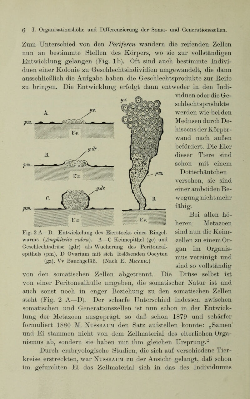 Zum Unterschied von den Poriferen wandern die reifenden Zellen nun an bestimmte Stellen des Körpers, wo sie zur vollständigen Entwicklung gelangen (Fig. lb). Oft sind auch bestimmte Indivi- duen einer Kolonie zu Geschlechtsindividien umgewandelt, die dann ausschließlich die Aufgabe haben die Geschlechtsprodukte zur Keife zu bringen. Die Entwicklung erfolgt dann entweder in den Indi- viduen oder die Ge- schlechtsprodukte werden wie bei den Medusen durch De- hiscens der Körper- wand nach außen befördert. Die Eier dieser Tiere sind schon mit einem Dotterhäutchen versehen, sie sind einer amböiden Be- wegung nicht mehr fähig. Bei allen hö- heren Metazoen sind nun die Keim- zellen zu einem Or- gan im Organis- mus vereinigt und sind so vollständig von den somatischen Zellen abgetrennt. Die Drüse selbst ist von einer Peritonealhülle umgeben, die somatischer Natur ist und auch sonst noch in enger Beziehung zu den somatischen Zellen steht (Fig. 2 A—D). Der scharfe Unterschied indessen zwischen somatischen und Generationszellen ist nun schon in der Entwick- lung der Metazoen ausgeprägt, so daß schon 1879 und schärfer formuliert 1880 M. Nussbaum den Satz auf stellen konnte: „Samen und Ei stammen nicht von dem Zellmaterial des elterlichen Orga- nismus ab, sondern sie haben mit ihm gleichen Ursprung.“ Durch embryologische Studien, die sich auf verschiedene Tier- kreise erstreckten, war Nussbaum zu der Ansicht gelangt, daß schon im gefurchten Ei das Zellmaterial sich in das des Individuums pm- m .mm Fig. 2 A—D. Entwickelung des Eierstocks eines Ringel- wurms (Am.phitrite rubra). A—C Keimepithel (ge) und Geschlechtsdrüse (gdr) als Wucherung des Peritoneal- epithels (pm), D Ovarium mit sich loslösenden Oocyten (gz), Yv Bauchgefäß. (Nach E. Meyer.)