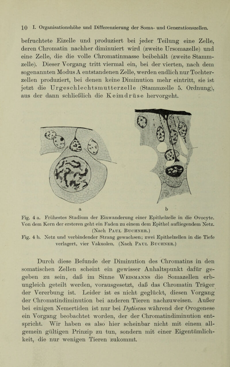 befruchtete Eizelle und produziert bei jeder Teilung eine Zelle, deren Chromatin nachher diminuiert wird (zweite Ursomazelle) und eine Zelle, die die volle Chromatinmasse beibehält (zweite Stamm- zelle). Dieser Vorgang tritt viermal ein, bei der vierten, nach dem sogenannten Modus A entstandenen Zelle, werden endlich nur Tochter- zellen produziert, bei denen keine Diminution mehr eintritt, sie ist jetzt die Urgeschlechtsmutterzelle (Stammzelle 5. Ordnung), aus der dann schließlich die Keimdrüse hervorgeht. Fig. 4 a. Frühestes Stadium der Einwanderung einer Epithelzelle in die Ovocyte. Von dem Kern der ersteren geht ein Faden zu einem dem Epithel auf liegendem Netz. (Nach Paul Büchner.) Fig. 4 b. Netz und verbindender Strang gewachsen; zwei Epithelzellen in die Tiefe verlagert, vier Vakuolen. (Nach Paul Büchner.) Durch diese Befunde der Diminution des Chromatins in den somatischen Zellen scheint ein gewisser Anhaltspunkt dafür ge- geben zu sein, daß im Sinne Weismanns die Somazellen erb- ungleich geteilt werden, vorausgesetzt, daß das Chromatin Träger der Vererbung ist. Leider ist es nicht geglückt, diesen Vorgang der Chromatindiminution bei anderen Tieren nachzuweisen. Außer bei einigen Nemertiden ist nur bei Bytiscus während der Ovogenese ein Vorgang beobachtet worden, der der Chromatindiminution ent- spricht. Wir haben es also hier scheinbar nicht mit einem all- gemein gültigen Prinzip zu tun, sondern mit einer Eigentümlich- keit, die nur wenigen Tieren zukommt.