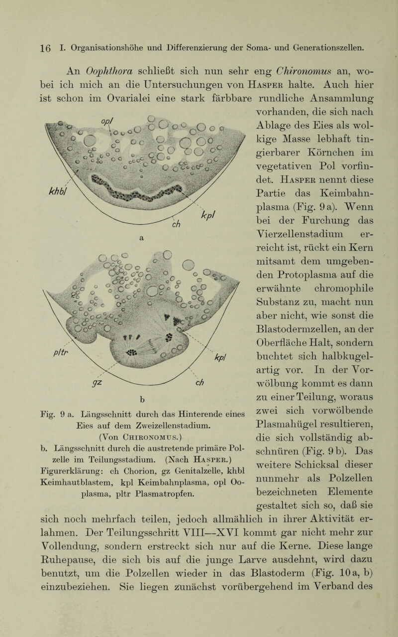 An Oophthora schließt sich nun sehr eng Chironomus an, wo- bei ich mich an die Untersuchungen von Hasper halte. Auch hier ist schon im Ovarialei eine stark färbbare rundliche Ansammlung vorhanden, die sich nach Ablage des Eies als wol- kige Masse lebhaft tin- gierbarer Körnchen im vegetativen Pol vorfin- det. Hasper nennt diese Partie das Keimbahn- plasma (Fig. 9 a). Wenn bei der Furchung das a Vierzellenstadium er- reicht ist, rückt ein Kern mitsamt dem umgeben- den Protoplasma auf die erwähnte chromophile Substanz zu, macht nun aber nicht, wie sonst die Blastodermzellen, an der Oberfläche Halt, sondern buchtet sich halbkugel- artig vor. In der Vor- wölbung kommt es dann b zu einer Teilung, woraus zwei sich vorwölbende Plasmahügel resultieren, die sich vollständig ab- schnüren (Fig. 9 b). Das weitere Schicksal dieser nunmehr als Polzellen bezeichneten Elemente Fig. 9 a. Längsschnitt durch das Hinterende eines Eies auf dem Zweizellenstadium. (Von Chironomus.) b. Längsschnitt durch die austretende primäre Pol- zelle im Teilungsstadium. (Nach Hasper.) Figurerklärung: ch Chorion, gz Genitalzelle, khbl Keimhautblastem, kpl Keimbahnplasma, opl Oo- plasma, pltr Plasmatropfen. gestaltet sich so, daß sie sich noch mehrfach teilen, j edoch allmählich in ihrer Aktivität er- lahmen. Der Teilungsschritt VIII—XVI kommt gar nicht mehr zur Vollendung, sondern erstreckt sich nur auf die Kerne. Diese lange Ruhepause, die sich bis auf die junge Larve ausdehnt, wird dazu benutzt, um die Polzellen wieder in das Blastoderm (Fig. 10 a, b) einzubeziehen. Sie liegen zunächst vorübergehend im Verband des