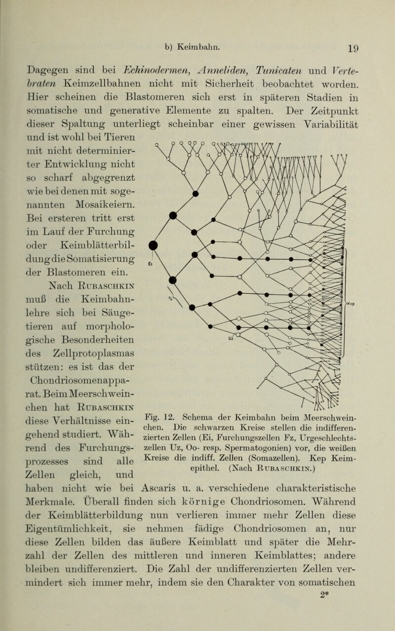 Dagegen sind bei Echinodermen, Anneliden, Tunicaten und Verte- braten Keimzellbahnen nicht mit Sicherheit beobachtet worden. Hier scheinen die Blastomeren sich erst in späteren Stadien in somatische und generative Elemente zu spalten. Der Zeitpunkt dieser S]3altung unterliegt scheinbar einer gewissen Variabilität und ist wohl bei Tieren mit nicht determinier- ter Entwicklung nicht so scharf abgegrenzt wie bei denen mit soge- nannten Mosaikeiern. Bei ersteren tritt erst im Lauf der Furchung oder Keimblätterbil- dung die Somatisierung der Blastomeren ein. Nach Rubaschkin muß die Keimbahn- lehre sich bei Säuge- tieren auf morpholo- gische Besonderheiten des Zellprotoplasmas stützen: es ist das der Chondriosomenappa- rat. Beim Meerschwein- chen hat Rubaschkin diese Verhältnisse ein- gehend studiert. Wäh- rend des Furchungs- prozesses sind alle Zellen gleich, und haben nicht wie bei Ascaris u. a. verschiedene charakteristische Merkmale. Überall finden sich körnige Chondriosomen. Während der Keimblätterbildung nun verlieren immer mehr Zellen diese Eigentümlichkeit, sie nehmen fädige Chondriosomen an, nur diese Zellen bilden das äußere Keimblatt und später die Mehr- zahl der Zellen des mittleren und inneren Keimblattes; andere bleiben undifferenziert. Die Zahl der undifferenzierten Zellen ver- mindert sich immer mehr, indem sie den Charakter von somatischen 2* Fig. 12. Schema der Keimbahn beim Meerschwein- chen. Die schwarzen Kreise stellen die indifferen- zierten Zellen (Ei, Furchungszellen Fz, Urgeschlechts- zellen Uz, Oo- resp. Spermatogonien) vor, die weißen Kreise die indiff. Zellen (Somazellen). Kep Keim- epithel. (Nach Rubaschkin.)