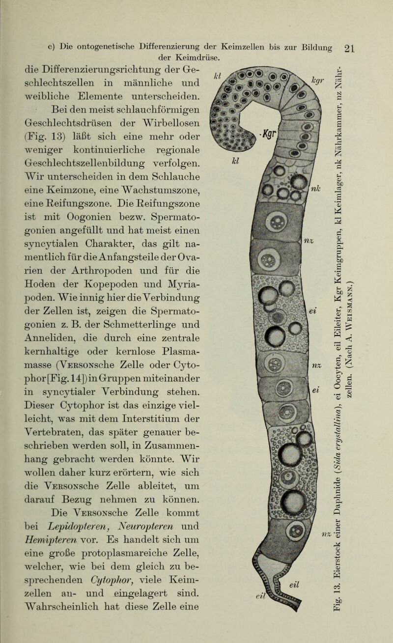 der Keimdrüse. die Differenzierungsrichtung der Ge- schlechtszellen in männliche und weibliche Elemente unterscheiden. Bei den meist schlauchförmigen Geschlechtsdrüsen der Wirbellosen (Fig. 13) läßt sich eine mehr oder weniger kontinuierliche regionale Geschlechtszellenbildung verfolgen. Wir unterscheiden in dem Schlauche eine Keimzone, eine Wachstumszone, die VERSONsche Zelle ableitet, um darauf Bezug nehmen zu können. Die VERSONsche Zelle kommt bei Lepidopteren, Neuropteren und Hemipteren vor. Es handelt sich um eine große protoplasmareiche Zelle, welcher, wie bei dem gleich zu be- sprechenden Cytophor, viele Keim- zellen an- und eingelagert sind. Wahrscheinlich hat diese Zelle eine