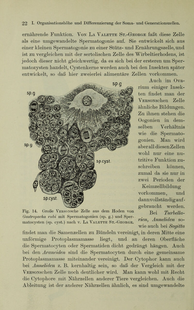 SP 9 ernährende Funktion. Von La Valette St.-George faßt diese Zelle als eine umgewandelte Spermatogonie auf. Sie entwickelt sich aus einer kleinen Spermatogonie zu einer Stütz- und Ernährungszelle, und ist zu vergleichen mit der sertolischen Zelle des Wirbeltierhodens, ist jedoch dieser nicht gleichwertig, da es sich bei der ersteren um Sper- matozysten handelt, Cystenkerne werden auch bei den Insekten später entwickelt, so daß hier zweierlei alimentäre Zellen Vorkommen. Auch im Ova- rium einiger Insek- ten findet man der VERSONschen Zelle ähnliche Bildungen. Zu ihnen stehen die Oogonien in dem- selben Verhältnis wie die Spermato- gonien. Man wird aber all diesen Zellen wohl nur eine nu- tritive Funktion zu- schreiben können, zumal da sie nur in zwei Perioden der Keimzellbildung Vorkommen, und dannvollständig auf - gebraucht werden. Bei Turbella- rien, Anneliden so- wie auch bei Sagitta findet man die Samenzellen zu Bündeln vereinigt, in deren Mitte eine unförmige Protoplasmamasse liegt, und an deren Oberfläche die Spermatocyten oder Spermatiden dicht gedrängt hängen. Auch bei den Araneiden sind die Spermatocyten durch eine gemeinsame Protoplasmamasse miteinander vereinigt. Der Cytophor kann auch bei Anneliden z. B. kernhaltig sein, so daß der Vergleich mit der VERSONschen Zelle noch deutlicher wird. Man kann wohl mit Hecht die Cytophore mit Nährzellen anderer Tiere vergleichen. Auch die Ableitung ist der anderer Nährzellen ähnlich, es sind umgewandelte sp.cyst sp.cyst. Fig. 14. Große VERSONsche Zelle aus dem Hoden von Gastropacha rubi mit Spermatogonien (sp. g.) und Sper- matocysten (sp. cyst.) nach v. La Valette St.-George.