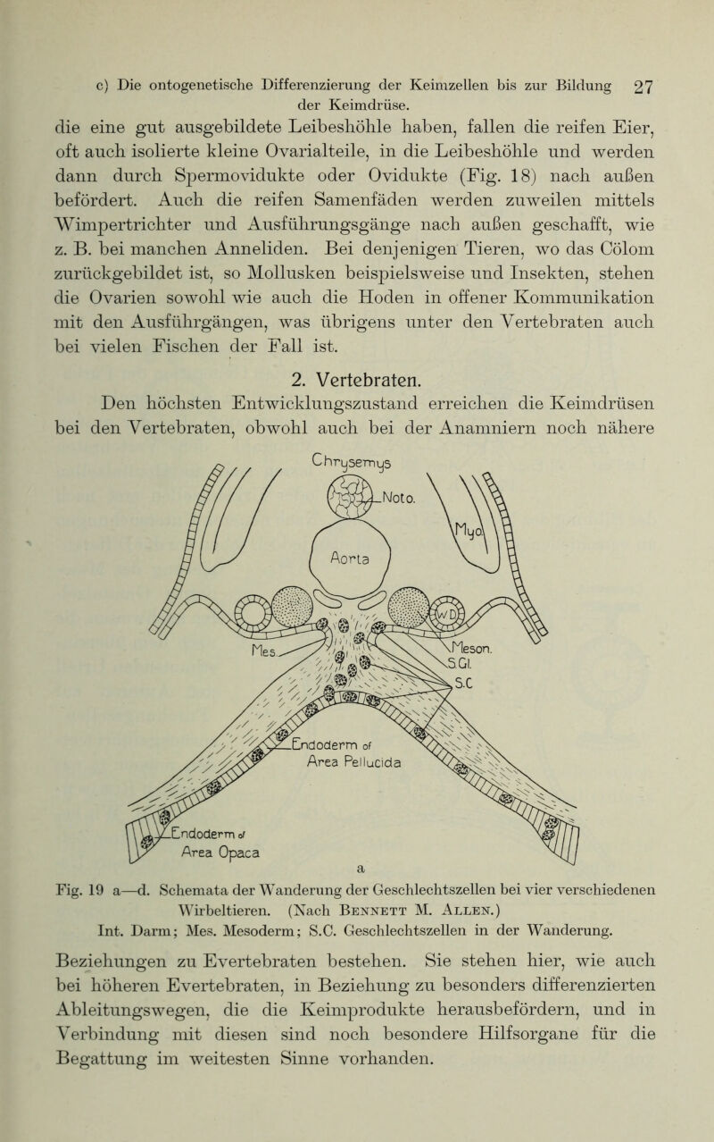 der Keimdrüse. die eine gut ansgebildete Leibesböhle haben, fallen die reifen Eier, oft auch isolierte kleine Ovarialteile, in die Leibeshöhle und werden dann durch Spermovidukte oder Ovidukte (Fig. 18) nach außen befördert. Auch die reifen Samenfäden werden zuweilen mittels Wimpertrichter und Ausführungsgänge nach außen geschafft, wie z. B. bei manchen Anneliden. Bei denjenigen Tieren, wo das Cölom zurückgebildet ist, so Mollusken beispielsweise und Insekten, stehen die Ovarien sowohl wie auch die Hoden in offener Kommunikation mit den Ausführgängen, was übrigens unter den Vertebraten auch bei vielen Fischen der Fall ist. 2. Vertebraten. Den höchsten Entwicklungszustand erreichen die Keimdrüsen bei den Vertebraten, obwohl auch bei der Anamniern noch nähere Fig. 19 a—d. Schemata der Wanderung der Geschlechtszellen bei vier verschiedenen Wirbeltieren. (Nach Bennett M. Allen.) Int. Darm; Mes. Mesoderm; S.C. Geschlechtszellen in der Wanderung. Beziehungen zu Evertebraten bestehen. Sie stehen hier, wie auch bei höheren Evertebraten, in Beziehung zu besonders differenzierten Ableitungswegen, die die Keimprodukte herausbefördern, und in Verbindung mit diesen sind noch besondere Hilfsorgane für die Begattung im weitesten Sinne vorhanden.