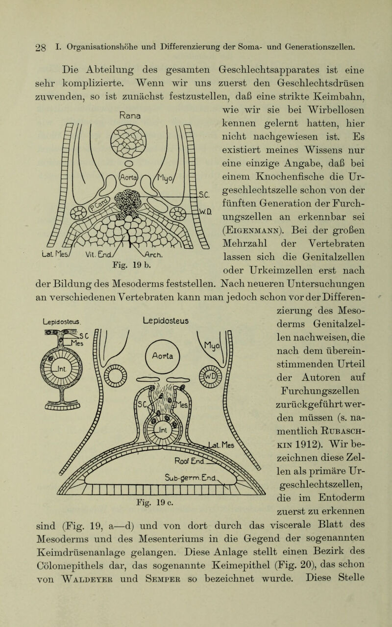 Rana Die Abteilung des gesamten Geschlechtsapparates ist eine sehr komplizierte. Wenn wir uns zuerst den Geschlechtsdrüsen zuwenden, so ist zunächst festzustellen, daß eine strikte Keimbahn, wie wir sie bei Wirbellosen kennen gelernt hatten, hier nicht nachgewiesen ist. Es existiert meines Wissens nur eine einzige Angabe, daß bei einem Knochenfische die Ur- geschlechtszelle schon von der fünften Generation der Furch- ungszellen an erkennbar sei (Eigenmann). Bei der großen Mehrzahl der Vertebraten lassen sich die Genitalzellen oder Urkeimzellen erst nach der Bildung des Mesoderms feststellen. Nach neueren Untersuchungen an verschiedenen Vertebraten kann man jedoch schon vor der Differen- zierung des Meso- Lepidosteus. Lepidosteus Fig. 19 c. derms Genitalzel- len nachweisen, die nach dem überein- stimmenden Urteil der Autoren auf Furchungszellen zurückgeführt wer- den müssen (s. na- mentlich Bubasch- kin 1912). Wir be- zeichnen diese Zel- len als primäre Ur- geschlechtszellen, die im Entoderm zuerst zu erkennen sind (Fig. 19, a—d) und von dort durch das viscerale Blatt des Mesoderms und des Mesenteriums in die Gegend der sogenannten Keimdrüsenanlage gelangen. Diese Anlage stellt einen Bezirk des Cölomepithels dar, das sogenannte Keimepithel (Fig. 20), das schon von Waldeyer und Sempeb, so bezeichnet wurde. Diese Stelle