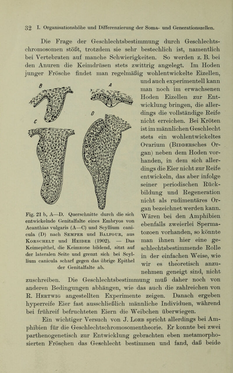 Die Frage der Geschlechtsbestimmung durch Geschlechts- chromosomen stößt, trotzdem sie sehr bestechlich ist, namentlich bei Vertebraten auf manche Schwierigkeiten. So werden z. B. bei den Anuren die Keimdrüsen stets zwittrig angelegt. Im Hoden junger Frösche findet man regelmäßig wohl entwickelte Eizellen, und auch experimentell kann man noch im erwachsenen Hoden Eizellen zur Ent- wicklung bringen, die aller- dings die vollständige Keife nicht erreichen. Bei Kröten ist im männlichen Geschlecht stets ein wohlentwickeltes Ovarium (BiDDEitsches Or- gan) neben dem Hoden vor- handen, in dem sich aller- dings die Eier nicht zur Keife entwickeln, das aber infolge seiner periodischen Rück- bildung und Regeneration nicht als rudimentäres Or- gan bezeichnet werden kann. Wären bei den Amphibien ebenfalls zweierlei Sperma- tozoen vorhanden, so könnte man ihnen hier eine ge- schlechtsbestimmende Rolle in der einfachen Weise, wie wir es theoretisch anzu- nehmen geneigt sind, nicht zuschreiben. Die Geschlechtsbestimmung muß daher noch von anderen Bedingungen abhängen, wie das auch die zahlreichen von R. Hertwig angestellten Experimente zeigen. Danach ergeben hyperreife Eier fast ausschließlich männliche Individuen, während bei frühreif befruchteten Eiern die Weibchen überwiegen. Ein wichtiger Versuch von J. Loeb spricht allerdings bei Am- phibien für die Geschlechtschromosomentheorie. Er konnte bei zwei parthenogenetisch zur Entwicklung gebrachten eben metamorpho- sierten Fröschen das Geschlecht bestimmen und fand, daß beide Fig. 21 b, A—D. Querschnitte durch die sich entwickelnde Genitalfalte eines Embryos von Acanthias vulgaris (A—C) und Scyllium cani- cula (D) nach Semper und Balfotjr, aus Korschelt und Heider (1902). — Das Keimepithel, die Keimzone bildend, sitzt auf der lateralen Seite und grenzt sich bei Scyl- lium canicula scharf gegen das übrige Epithel der Genitalfalte ab.
