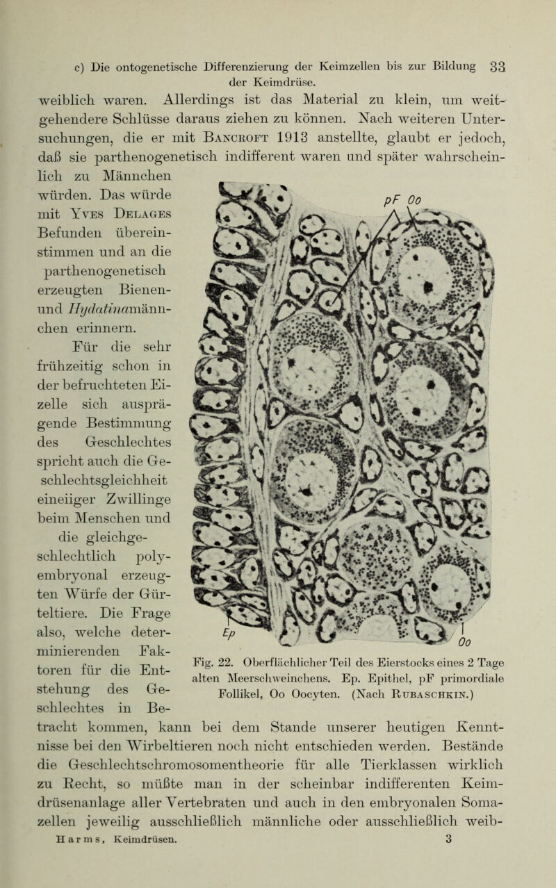 der Keimdrüse. weiblich, waren. Allerdings ist das Material zu klein, um weit- gehendere Schlüsse daraus ziehen zu können. Nach weiteren Unter- suchungen, die er mit Bancroft 1913 anstellte, glaubt er jedoch, daß sie parthenogenetisch indifferent waren und später wahrschein- lich zu Männchen würden. Das würde mit Yves Delages Befunden überein- stimmen und an die parthenogenetisch erzeugten Bienen- und Hydatinamänn- chen erinnern. Für die sehr frühzeitig schon in der befruchteten Ei- zelle sich ausprä- gende Bestimmung des Geschlechtes spricht auch die Ge- schlechtsgleichheit eineiiger Zwillinge beim Menschen und die gleichge- schlechtlich poly- embryonal erzeug- ten Würfe der Gür- teltiere. Die Frage also, welche deter- minierenden Fak- toren für die Ent- stehung des Ge- schlechtes in Be- tracht kommen, kann bei dem Stande unserer heutigen Kennt- nisse bei den Wirbeltieren noch nicht entschieden werden. Bestände die Geschlechtschromosomentheorie für alle Tierklassen wirklich zu Recht, so müßte man in der scheinbar indifferenten Keim- drüsenanlage aller Vertebraten und auch in den embryonalen Soma- zellen jeweilig ausschließlich männliche oder ausschließlich weib- Harms, Keimdrüsen. 3 Fig. 22. Oberflächlicher Teil des Eierstocks eines 2 Tage alten Meerschweinchens. Ep. Epithel, pF primordiale Follikel, Oo Oocyten. (Nach Rubaschkin.)