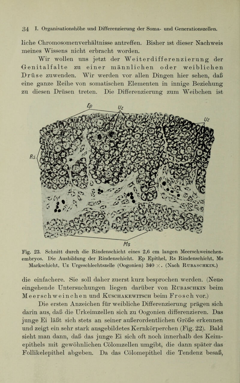 liehe Chromosomenverhältnisse antreffen. Bisher ist dieser Nachweis meines Wissens nicht erbracht worden. Wir wollen uns jetzt der Weit er diff erenziernng der Genitalfalte zu einer männlichen oder weiblichen Brüse zuwenden. Wir werden vor allen Dingen hier sehen, daß eine ganze Reihe von somatischen Elementen in innige Beziehung zu diesen Drüsen treten. Die Differenzierung zum Weibchen ist Rs Ms Fig. 23. Schnitt durch die Rindenschicht eines 2,6 cm langen Meerschweinchen- embryos. Die Ausbildung der Rindenschicht. Ep Epithel, Rs Rindenschicht, Ms Markschicht, Uz Urgeschlechtszelle (Oogonien) 340 X. (Nach Rubaschkin.) die einfachere. Sie soll daher zuerst kurz besprochen werden. (Neue eingehende Untersuchungen liegen darüber von Rubaschkin beim Meerschweinchen und Kuschakewitsch beim Frosch vor.) Die ersten Anzeichen für weibliche Differenzierung prägen sich darin aus, daß die Urkeimzellen sich zu Oogonien differenzieren. Das junge Ei läßt sich stets an seiner außerordentlichen Größe erkennen und zeigt ein sehr stark ausgebildetes Kernkörperchen (Fig. 22). Bald sieht man dann, daß das junge Ei sich oft noch innerhalb des Keim- epithels mit gewöhnlichen Cölomzellen umgibt, die dann später das Follikelepithel abgeben. Da das Cölomepithel die Tendenz besaß,