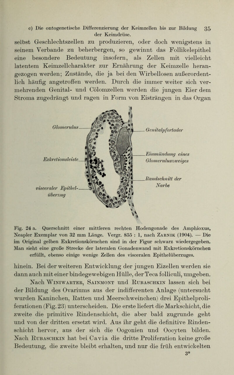 der Keimdrüse. selbst Geschlechtszellen zu produzieren, oder doch wenigstens in seinem Verbände zu beherbergen, so gewinnt das Follikelepithel eine besondere Bedeutung insofern, als Zellen mit vielleicht latentem Keimzellcharakter zur Ernährung der Keimzelle heran- gezogen werden; Zustände, die ja bei den Wirbellosen außerordent- lich häufig angetroffen werden. Durch die immer weiter sich ver- mehrenden Genital- und Cölomzellen werden die jungen Eier dem Stroma zugedrängt und ragen in Form von Eisträngen in das Organ Glomerulus eines Glomeruluszweiges visceraler Epithel- überzug Bandschnitt der Narbe Genitalpfortader Fig. 24 a. Querschnitt einer mittleren rechten Hodengonade des Amphioxus, Neapler Exemplar von 32 mm Länge. Vergr. 855 : 1, nach Zarnik (1904). — Die im Original gelben Exkretionskörnchen sind in der Figur schwarz wiedergegeben. Man sieht eine große Strecke der lateralen Gonadenwand mit Exkretionskörnchen erfüllt, ebenso einige wenige Zellen des visceralen Epithelüberzuges. hinein. Bei der weiteren Entwicklung der jungen Eizellen werden sie dann auch mit einer bindegewebigen Hülle, der Teca folliculi, umgeben. Nach Winiwaetee, Sainmont und Bubaschkin lassen sich bei der Bildung des Ovariums aus der indifferenten Anlage (untersucht wurden Kaninchen, Batten und Meerschweinchen) drei Epithelproli- ferationen (Fig. 23) unterscheiden. Die erste liefert die Markschicht, die zweite die primitive Bindenschicht, die aber bald zugrunde geht und von der dritten ersetzt wird. Aus ihr geht die definitive Binden- schicht hervor, aus der sich die Oogonien und Oocyten bilden. Nach Bubaschkin hat bei Cavia die dritte Proliferation keine große Bedeutung, die zweite bleibt erhalten, und nur die früh entwickelten 3*