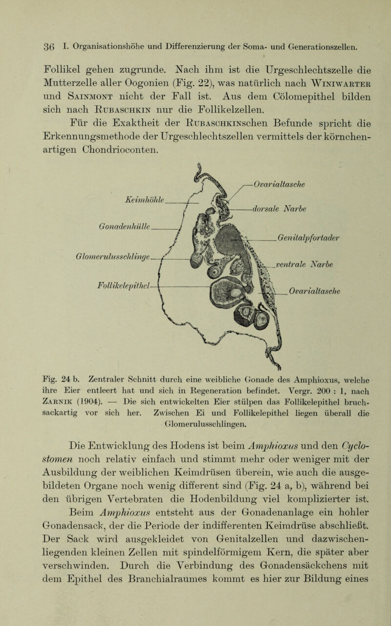 Follikel gehen zugrunde. Nach ihm ist die Urgeschlechtszelle die Mutterzelle aller Oogonien (Fig. 22), was natürlich nach Winiwarter und Sainmont nicht der Fall ist. Aus dem Cölomepithel bilden sich nach Rubaschkin nur die Follikelzellen. Für die Exaktheit der RuBASCHKiNschen Befunde spricht die Erkennungsmethode der Urgeschlechtszellen vermittels der körnchen- artigen Chondrioconten. Keimhöhle Ovarialtasche Narbe Gonadenhülle Glomendusschlinge Follikelepithel Genitalpfortader ventrale Narbe Ovarialtasche Fig. 24 b. Zentraler Schnitt durch eine weibliche Gonade des Amphioxus, welche ihre Eier entleert hat und sich in Regeneration befindet. Vergr. 200 : 1, nach Zarnik (1904). — Die sich entwickelten Eier stülpen das Follikelepithel bruch- sackartig vor sich her. Zwischen Ei und Follikelepithel liegen überall die Glomerulusschlingen. Die Entwicklung des Hodens ist beim Amphioxus und den Cyclo- stomen noch relativ einfach und stimmt mehr oder weniger mit der Ausbildung der weiblichen Keimdrüsen überein, wie auch die ausge- bildeten Organe noch wenig different sind (Fig. 24 a, b), während bei den übrigen Vertebraten die Hodenbildung viel komplizierter ist. Beim Amphioxus entsteht aus der Gonadenanlage ein hohler Gonadensack, der die Periode der indifferenten Keimdrüse abschließt. Der Sack wird ausgekleidet von Genitalzellen und dazwischen- liegenden kleinen Zellen mit spindelförmigem Kern, die später aber verschwinden. Durch die Verbindung des Gonadensäckchens mit dem Epithel des Branchialraumes kommt es hier zur Bildung eines