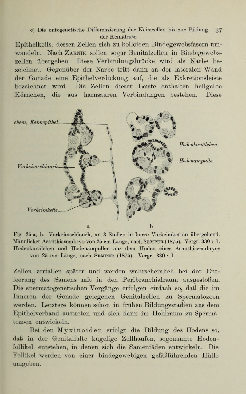 der Keimdrüse. Epithelkeils, dessen Zellen sich, zn kolloiden Bindegewebsfasern um- wandeln. Nach Zarnik sollen sogar Genitalzellen in Bindegewebs- zellen übergehen. Diese Verbindungsbrücke wird als Narbe be- zeichnet. Gegenüber der Narbe tritt dann an der lateralen Wand der Gonade eine Epithelverdickung auf, die als Exkretionsleiste bezeichnet wird. Die Zellen dieser Leiste enthalten hellgelbe Körnchen, die aus harnsauren Verbindungen bestehen. Diese Hodenkanälchen Hodenampulle Fig. 25 a, b. Vorkeimschlauch, an 3 Stellen in kurze Vorkeimketten übergehend. Männlicher Acanthiasembryo von 25 cm Länge, nach Semper (1875). Vergr. 330 : 1. Hodenkanälchen und Hodenampullen aus dem Hoden eines Acanthiasembryos von 25 cm Länge, nach Semper (1875). Vergr. 330 : 1. Zellen zerfallen später und werden wahrscheinlich bei der Ent- leerung des Samens mit in den Peribranchialraum ausgestoßen. Die spermatogenetischen Vorgänge erfolgen einfach so, daß die im Inneren der Gonade gelegenen Genitalzellen zu Spermatozoen werden. Letztere können schon in frühen Bildungsstadien aus dem Epithelverband austreten und sich dann im Hohlraum zu Sperma- tozoen entwickeln. Bei den Myxinoiden erfolgt die Bildung des Hodens so, daß in der Genitalfalte kugelige Zellhaufen, sogenannte Hoden- follikel, entstehen, in denen sich die Samenfäden entwickeln. Die Follikel werden von einer bindegewebigen gefäßführenden Hülle umgeben.