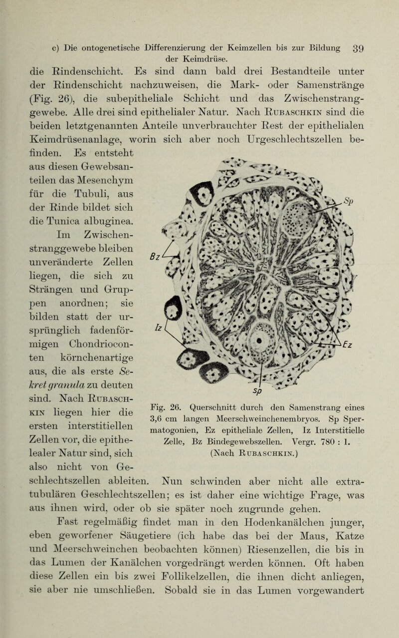 der Keimdrüse. die Rindenschicht. Es sind dann bald drei Bestandteile unter der Rindenschicht nachzuweisen, die Mark- oder Samenstränge (Fig. 26), die subepitheliale Schicht und das Zwischenstrang- gewebe. Alle drei sind epithelialer Natur. Nach Rubaschkin sind die beiden letztgenannten Anteile unverbrauchter Rest der epithelialen Keimdrüsenanlage, worin sich aber noch Urgeschlechtszellen be- finden. Es entsteht aus diesen Gewebsan- teilen das Mesenchym für die Tubuli, aus der Rinde bildet sich die Tunica albuginea. Im Zwischen- stranggewebe bleiben unveränderte Zellen liegen, die sich zu Strängen und Grup- pen anordnen; sie bilden statt der ur- sprünglich fadenför- migen Chondriocon- ten körnchenartige aus, die als erste Se- kret grcmula zu deuten sind. Nach Rubasch- kin liegen hier die ersten interstitiellen Zellen vor, die epithe- lealer Natur sind, sich also nicht von Ge- schlechtszellen ableiten. Nun schwinden aber nicht alle extra- tubulären Geschlechtszellen; es ist daher eine wichtige Frage, was aus ihnen wird, oder ob sie später noch zugrunde gehen. Fast regelmäßig findet man in den Hodenkanälchen junger, eben geworfener Säugetiere (ich habe das bei der Maus, Katze und Meerschweinchen beobachten können) Riesenzellen, die bis in das Lumen der Kanälchen vorgedrängt werden können. Oft haben diese Zellen ein bis zwei Follikelzellen, die ihnen dicht anliegen, sie aber nie umschließen. Sobald sie in das Lumen vorgewandert Fig. 26. Querschnitt durch den Samenstrang eines 3,6 cm langen Meerschweinchenembryos. Sp Sper- matogonien, Ez epitheliale Zellen, Iz Interstitielle Zelle, Bz Bindegewebszellen. Vergr. 780 : 1. (Nach Rubaschkin.)