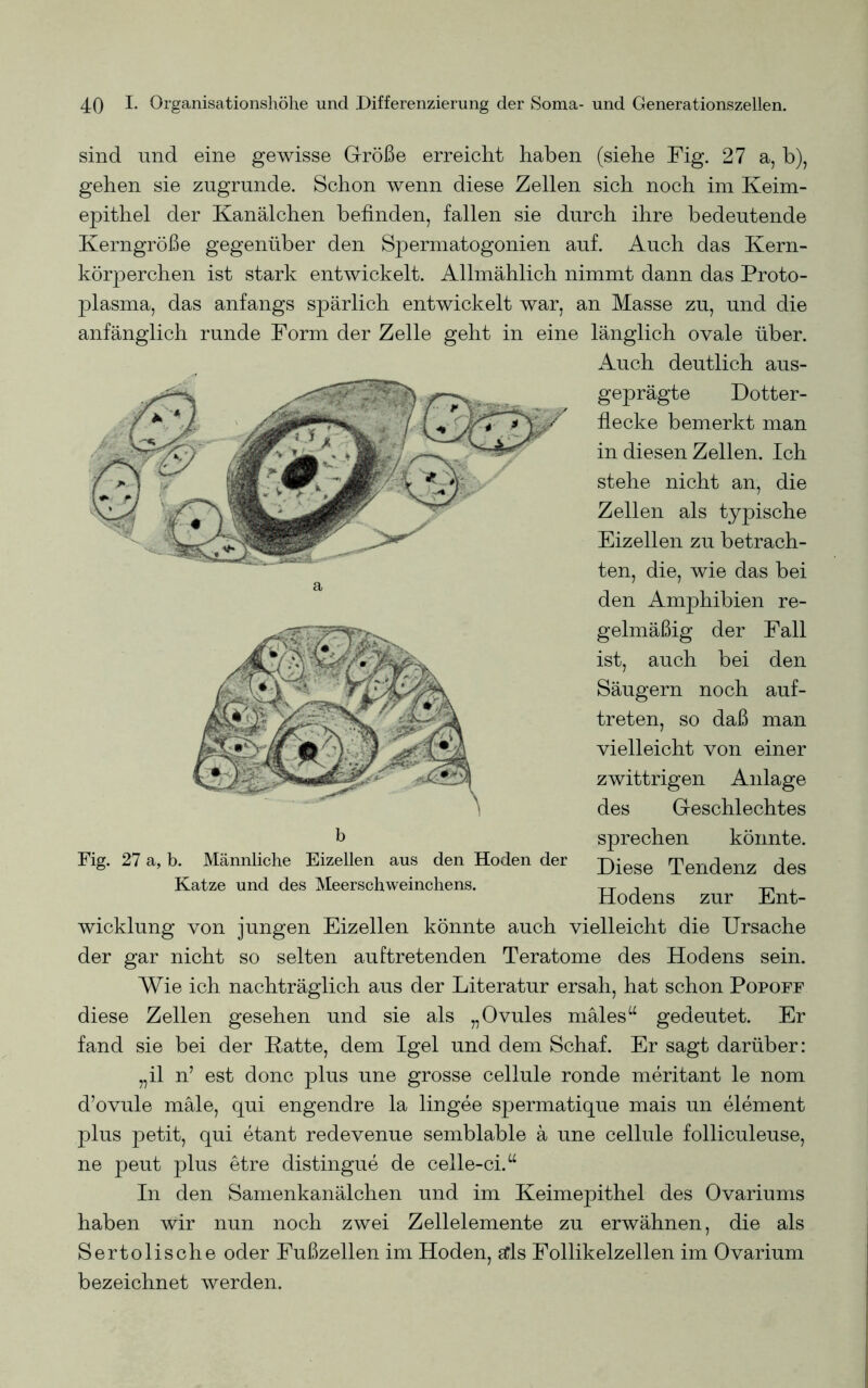 sind und eine gewisse Größe erreicht haben (siehe Fig. 27 a, b), gehen sie zugrunde. Schon wenn diese Zellen sich noch im Keim- epithel der Kanälchen befinden, fallen sie durch ihre bedeutende Kerngröße gegenüber den Spermatogonien auf. Auch das Kern- körperchen ist stark entwickelt. Allmählich nimmt dann das Proto- plasma, das anfangs spärlich entwickelt war, an Masse zu, und die anfänglich runde Form der Zelle geht in eine länglich ovale über. Auch deutlich aus- geprägte Dotter- flecke bemerkt man in diesen Zellen. Ich stehe nicht an, die Zellen als typische Eizellen zu betrach- ten, die, wie das bei den Amphibien re- gelmäßig der Fall ist, auch bei den Säugern noch auf- treten, so daß man vielleicht von einer zwittrigen Anlage des Geschlechtes sprechen könnte. Diese Tendenz des Hodens zur Ent- wicklung von jungen Eizellen könnte auch vielleicht die Ursache der gar nicht so selten auftretenden Teratome des Hodens sein. Wie ich nachträglich aus der Literatur ersah, hat schon Popoff diese Zellen gesehen und sie als „Ovules mäles“ gedeutet. Er fand sie bei der Patte, dem Igel und dem Schaf. Er sagt darüber: „il n’ est donc plus une grosse cellule ronde meritant le nom d’ovule male, qui engendre la lingee spermatique mais un element plus petit, qui etant redevenue semblable ä une cellule folliculeuse, ne peut plus etre distingue de celle-ci.u In den Samenkanälchen und im Keimepithel des Ovariums haben wir nun noch zwei Zellelemente zu erwähnen, die als Sertolische oder Fußzellen im Hoden, sds Follikelzellen im Ovarium bezeichnet werden. Fig. 27 a, b. Männliche Eizellen aus den Hoden der Katze und des Meerschweinchens.