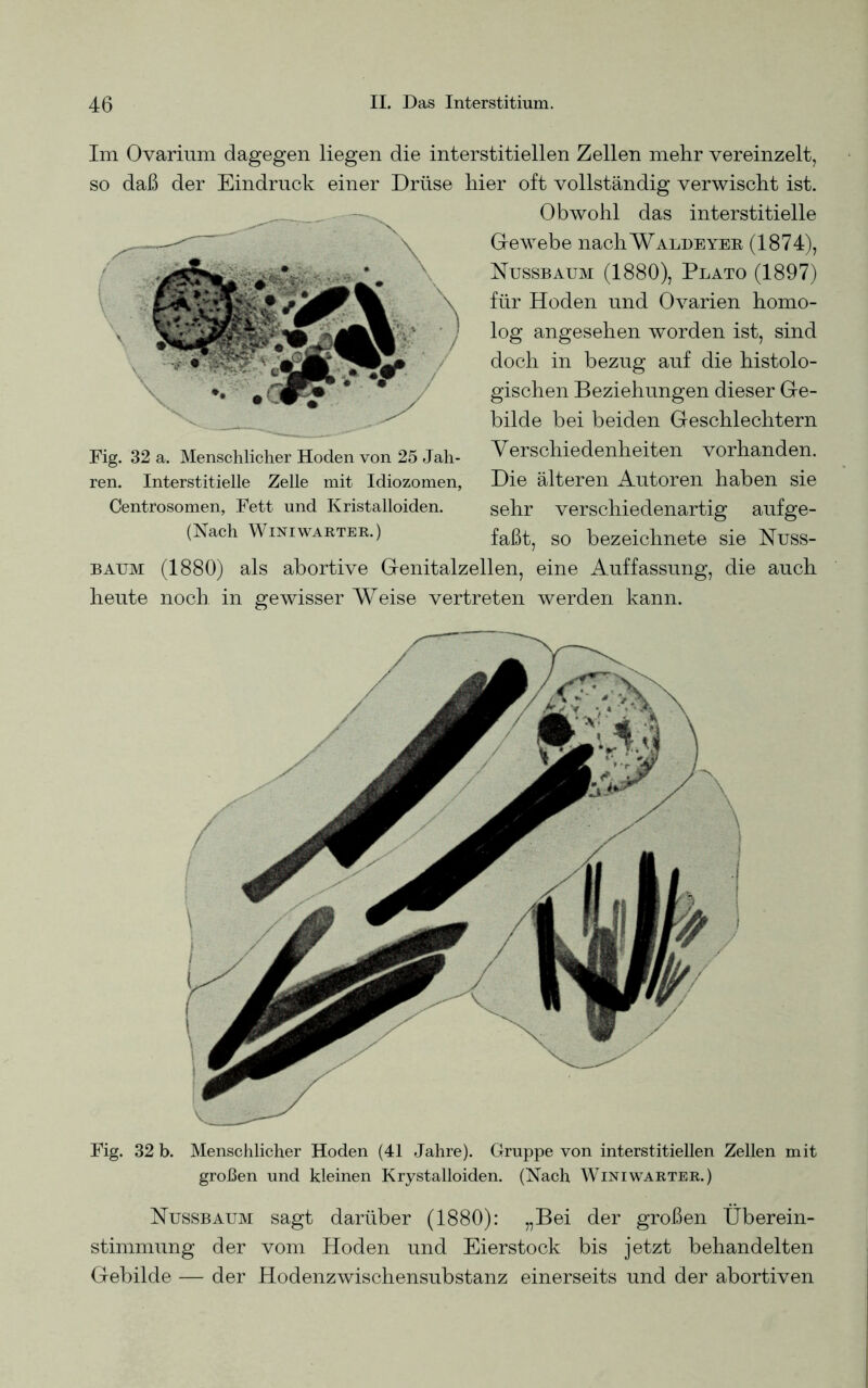 Im Ovarium dagegen liegen die interstitiellen Zellen mehr vereinzelt, so daß der Eindruck einer Drüse hier oft vollständig verwischt ist. Obwohl das interstitielle Gewebe nachWALDEYER (1874), Nussbaum (1880), Plato (1897) für Hoden und Ovarien homo- log angesehen wmrden ist, sind doch in bezug auf die histolo- gischen Beziehungen dieser Ge- bilde bei beiden Geschlechtern Verschiedenheiten vorhanden. Die älteren Autoren haben sie sehr verschiedenartig aufge- faßt, so bezeichnete sie Nuss- baum (1880) als abortive Genitalzellen, eine Auffassung, die auch heute noch in gewisser Weise vertreten werden kann. Fig. 32 a. Menschlicher Hoden von 25 Jah- ren. Interstitielle Zelle mit Idiozomen, Centrosomen, Fett und Kristalloiden. (Nach WlNIWÄRTER.) Fig. 32 b. Menschlicher Hoden (41 Jahre). Gruppe von interstitiellen Zellen mit großen und kleinen Krystalloiden. (Nach Winiwarter.) Nussbaum sagt darüber (1880): „Bei der großen Überein- stimmung der vom Hoden und Eierstock bis jetzt behandelten Gebilde — der Hodenzwischensubstanz einerseits und der abortiven