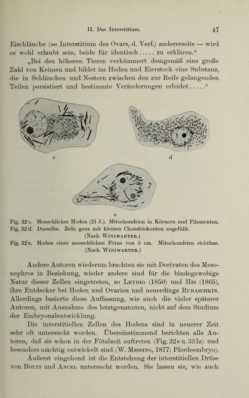 Eischläuche (= Interstitium des Ovars, d. Yerf.) andererseits — wird es wohl erlaubt sein, beide für identisch zu erklären.“ „Bei den höheren Tieren verkümmert demgemäß eine große Zahl von Keimen und bildet im Hoden und Eierstock eine Substanz, die in Schläuchen und Nestern zwischen den zur Keife gelangenden Teilen persistiert und bestimmte Veränderungen erleidet “ Fig. 32 c. Menschlicher Hoden (21 J.). Mitochondrien in Körnern und Filamenten. Fig. 32 d. Dasselbe. Zelle ganz mit kleinen Chondriokonten angefüllt. (Nach Winiwarter.) Fig. 32'e. Hoden eines menschlichen Fötus von 5 cm. Mitochondrien sichtbar. (Nach Winiwarter.) Andere Autoren wiederum brachten sie mit Derivaten des Meso- nephros in Beziehung, wieder andere sind für die bindegewebige Natur dieser Zellen eingetreten, so Leydig (1850) und His (1865), ihre Entdecker bei Hoden und Ovarien und neuerdings Kubaschkin. Allerdings basierte diese Auffassung, wie auch die vieler späterer Autoren, mit Ausnahme des letztgenannten, nicht auf dem Studium der Embryonalentwicklung. Die interstitiellen Zellen des Hodens sind in neuerer Zeit «ehr oft untersucht worden. Übereinstimmend berichten alle Au- toren, daß sie schon in der Fötalzeit auftreten (Fig. 32 e u. 33 Iz) und besonders mächtig entwickelt sind (W. Messing, 1877; Pferdeembryo). Äußerst eingehend ist die Entstehung der interstitiellen Drüse von Bouin und Ancel untersucht worden. Sie lassen sie, wie auch