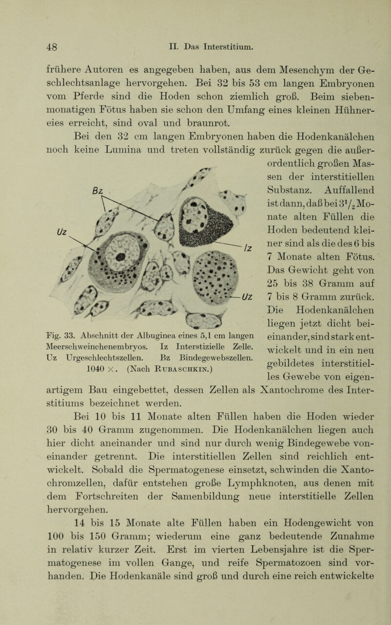 frühere Autoren es angegeben haben, aus dem Mesenchym der Ge- schlechtsanlage hervorgehen. Bei 32 bis 53 cm langen Embryonen vom Pferde sind die Hoden schon ziemlich groß. Beim sieben- monatigen Fötus haben sie schon den Umfang eines kleinen Hühner- eies erreicht, sind oval und braunrot. Bei den 32 cm langen Embryonen haben die Hodenkanälchen noch keine Lumina und treten vollständig zurück gegen die außer- ordentlich großen Mas- sen der interstitiellen Substanz. Auffallend ist dann, daß bei 3f/2 Mo- nate alten Füllen die Hoden bedeutend klei- ner sind als die des 6 bis 7 Monate alten Fötus. Das Gewicht geht von 25 bis 38 Gramm auf 7 bis 8 Gramm zurück. Die Hodenkanälchen liegen jetzt dicht bei- einander, sind stark ent- wickelt und in ein neu gebildetes interstitiel- les Gewebe von eigen- artigem Bau eingebettet, dessen Zellen als Xantochrome des Inter- stitiums bezeichnet werden. Bei 10 bis 11 Monate alten Füllen haben die Hoden wieder 30 bis 40 Gramm zugenommen. Die Hodenkanälchen liegen auch hier dicht aneinander und sind nur durch wenig Bindegewebe von- einander getrennt. Die interstitiellen Zellen sind reichlich ent- wickelt. Sobald die Spermatogenese einsetzt, schwinden die Xanto- chromzellen, dafür entstehen große Lymphknoten, aus denen mit dem Fortschreiten der Samenbildung neue interstitielle Zellen hervorgehen. 14 bis 15 Monate alte Füllen haben ein Hodengewicht von 100 bis 150 Gramm; wiederum eine ganz bedeutende Zunahme in relativ kurzer Zeit. Erst im vierten Lebensjahre ist die Sper- matogenese im vollen Gange, und reife Spermatozoen sind vor- handen. Die Hodenkanäle sind groß und durch eine reich entwickelte * ■■+ Fig. 33. Abschnitt der Albuginea eines 5,1 cm langen Meerschweinchenembryos. Iz Interstizielle Zelle. Uz Urgeschlechtszellen. Bz Bindegewebszellen. 1040 X. (Nach Rubaschkin.)