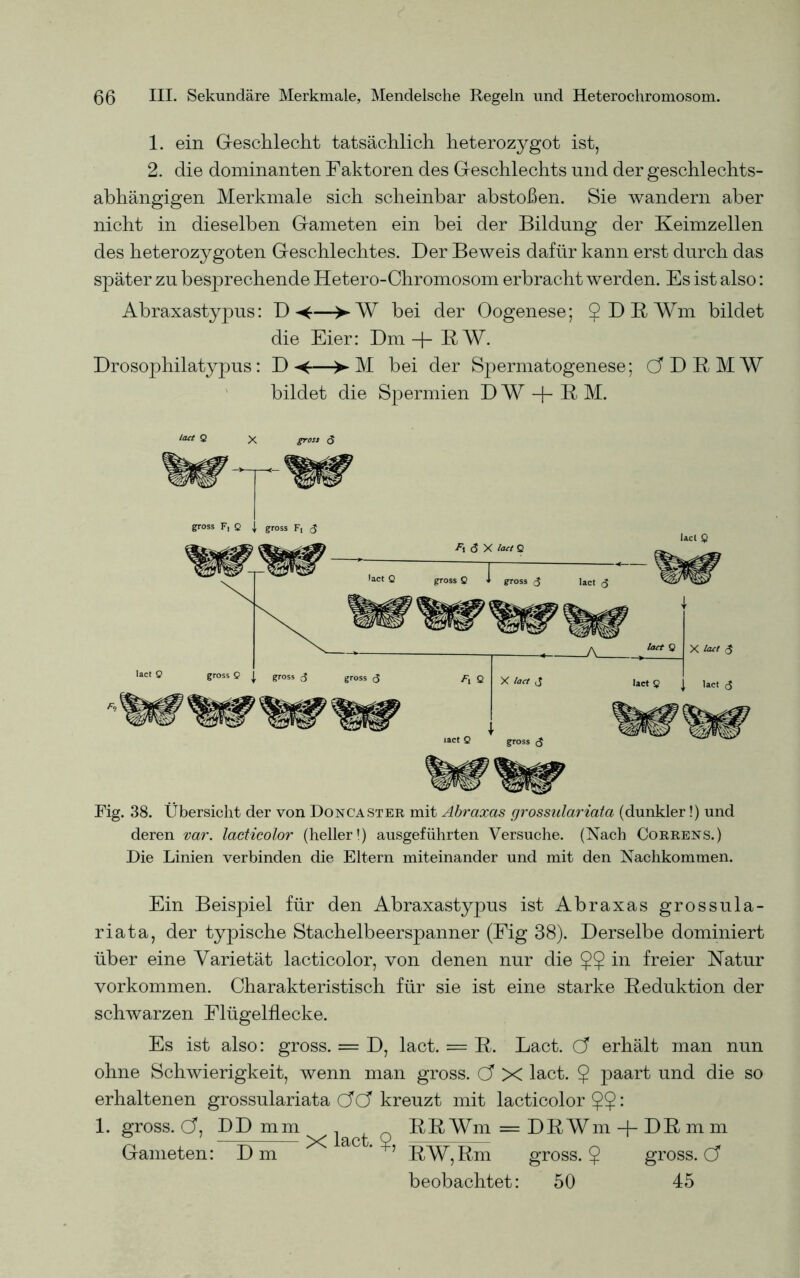1. ein Geschlecht tatsächlich heterozygot ist, 2. die dominanten Faktoren des Geschlechts und der geschlechts- abhängigen Merkmale sich scheinbar abstoßen. Sie wandern aber nicht in dieselben Gameten ein hei der Bildung der Keimzellen des heterozygoten Geschlechtes. Der Beweis dafür kann erst durch das später zu besprechende Hetero-Chromosom erbracht werden. Es ist also: Abraxastypus: D<—>• W bei der Oogenese; JDEWm bildet die Eier: Dm -f- BW. Drosophilatypus: D —>► M bei der Spermatogenese; (5DEM¥ bildet die Spermien D W + EM. lact Q X gross (J Fig. 38. Übersicht der von Doncaster mit Abraxas grossulariata (dunkler!) und deren var. lacticolor (heller!) ausgeführten Versuche. (Nach Correns.) Die Linien verbinden die Eltern miteinander und mit den Nachkommen. Ein Beispiel für den Abraxastypus ist Abraxas grossula- riata, der typische Stachelbeerspanner (Fig 38). Derselbe dominiert über eine Varietät lacticolor, von denen nur die $$ in freier Natur Vorkommen. Charakteristisch für sie ist eine starke Deduktion der schwarzen Flügelflecke. Es ist also: gross. = D, lact. = B. Lact. Cf erhält man nun ohne Schwierigkeit, wenn man gross. Cf X lact. $ paart und die so erhaltenen grossulariata Cf Cf kreuzt mit lacticolor 99: 1. gross. Cf, DD mm BBWm=DBWm-)-DBmm Gameten: Dm ’ BW,Bm gross. 9 gross. Cf beobachtet: 50 45