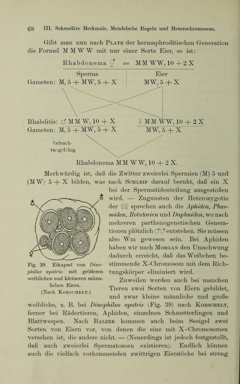 Gibt man nun nach Plate der hermaphroditischen Generation die Formel M M W W mit nur einer Sorte Eier, so ist: Rhabdonema ^ = MM¥W, 10+2X Gameten: M, 5 + MW, 5 + X MW, 5 + X fcefruch- tun gefällig Rhabdonema MM W W, 10 + 2 X. Merkwürdig ist, daß die Zwitter zweierlei Spermien (M) 5 und (MW) 5 + X bilden, was nach Schleip darauf beruht, daß ein X bei der Spermatidenteilung ausgestoßen wird. — Zugunsten der Heterozygotie der $$ sprechen auch die Aphiden, Phas- miden, Botatorien und Daphniden, wo nach mehreren parthenogenetischen Genera- tionen plötzlich (A(A entstehen. Sie müssen also Wm gewesen sein. Bei Aphiden haben wir nach Morgan den Umschwung dadurch erreicht, daß das Weibchen be- stimmende X-Chromosom mit dem Rich- tungskörper eliminiert wird. Zuweilen werden auch bei manchen Tieren zwei Sorten von Eiern gebildet, und zwar kleine männliche und große weibliche, z. B. bei Dinophilus apatris (Fig. 39) nach Korschelt, ferner bei Rädertieren, Aphiden, einzelnen Schmetterlingen und Blattwespen. Nach Balzer kommen auch beim Seeigel zwei Sorten von Eiern vor, von denen die eine mit X-Chromosomen versehen ist, die andere nicht. — (Neuerdings ist jedoch festgestellt, daß auch zweierlei Spermatozoen existieren). Endlich können auch die vielfach vorkommenden zwittrigen Eierstöcke bei streng Fig. 39. Eikapsel von Dino- pkilus apatris mit größeren weiblichen und kleineren männ- lichen Eiern. (Nach Korschelt.)