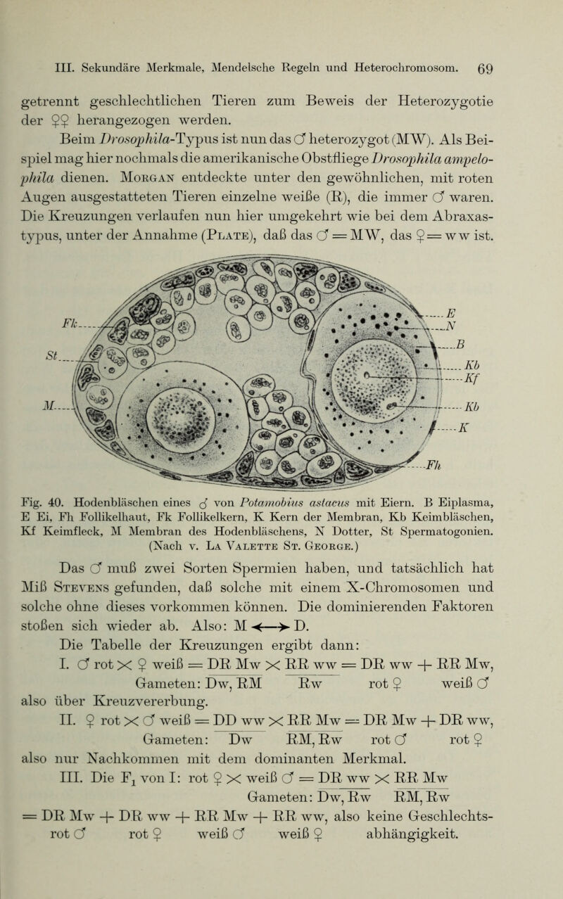 getrennt geschlechtlichen Tieren zum Beweis der Heterozygotie der $$ herangezogen werden. Beim Drosophila-Typus ist nun das Cf heterozygot (MW). Als Bei- spiel mag hier nochmals die amerikanische Obstfliege Drosophila ampelo- phila dienen. Morgan entdeckte unter den gewöhnlichen, mit roten Augen ausgestatteten Tieren einzelne weiße (R), die immer Cf waren. Die Kreuzungen verlaufen nun hier umgekehrt wie bei dem Abraxas- typus, unter der Annahme (Plate), daß das Cf = MW, das J=ww ist. Fig. 40. Hodenbläschen eines von Potamobius astacus mit Eiern. B Eiplasma, E Ei, Fh Follikelhaut, Fk Follikelkern, K Kern der Membran, Kb Keimbläschen, Kf Keimfleck, M Membran des Hodenbläschens, N Dotter, St Spermatogonien. (Nach v. La Valette St. George.) Das Cf muß zwei Sorten Spermien haben, und tatsächlich hat Miß Stevens gefunden, daß solche mit einem X-Chromosomen und solche ohne dieses Vorkommen können. Die dominierenden Faktoren stoßen sich wieder ab. Also: M —> D. Die Tabelle der Kreuzungen ergibt dann: I. Cf rot X ? weiß = DK Mw X RR ww = DR ww RR Mw, Gameten: Dw, RM Rw rot $ weiß Cf also über Kreuzvererbung. II. r°t X Cf weiß = DD ww X RR Mw = DR Mw + DR ww, Gameten: Dw RM, Rw rot Cf rot also nur Nachkommen mit dem dominanten Merkmal. III. Die F2 von I: rot $ X weiß Cf = DR ww X RR Mw Gameten: Dw, Rw RM, Rw = DR Mw + DR ww + RR Mw -f- RR ww, also keine Geschlechts- rot Cf rot ^ weiß Cf weiß ^ abhängigkeit.