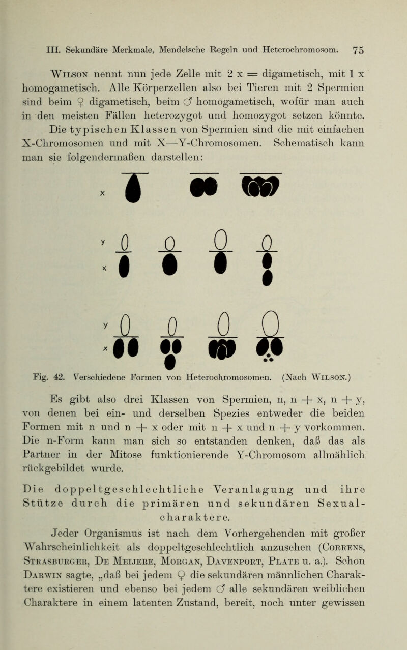 Wilson nennt nun jede Zelle mit 2 x = digametisch, mit 1 x homogametisch. Alle Körperzellen also bei Tieren mit 2 Spermien sind beim $ digametisch, beim Ö homogametisch, wofür man auch in den meisten Fällen heterozygot und homozygot setzen könnte. Die typischen Klassen von Spermien sind die mit einfachen X-Chromosomen und mit X—Y-Chromosomen. Schematisch kann man sie folgendermaßen darstellen: J •» m 0 0 0 ü 1 • T S SL JL JL 0 •l V « 9 Fig. 42. Verschiedene Formen von Heterochromosomen. (Nach Wilson.) Es gibt also drei Klassen von Spermien, n, n + x, n -f- y, von denen bei ein- und derselben Spezies entweder die beiden Formen mit n und n -J- x oder mit n -f- x und n -f- y Vorkommen. Die n-Form kann man sich so entstanden denken, daß das als Partner in der Mitose funktionierende Y-Chromosom allmählich rückgebildet wurde. Die doppeltgeschlechtliche Veranlagung und ihre Stütze durch die primären und sekundären Sexual- charaktere. Jeder Organismus ist nach dem Vorhergehenden mit großer Wahrscheinlichkeit als doppeltgeschlechtlich anzusehen (Correns, Strasburgee, De Meijere, Morgan, Davenport, Plate u. a.). Schon Darwin sagte, „daß bei jedem 9 die sekundären männlichen Charak- tere existieren und ebenso bei jedem alle sekundären weiblichen Charaktere in einem latenten Zustand, bereit, noch unter gewissen
