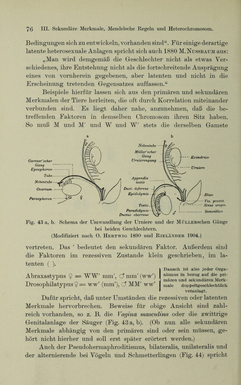 Bedingungen sich zu entwickeln, vorhanden sind“. Für einige derartige latente heterosexuale Anlagen spricht sich auch 1880 M.Nussbaum aus: „Man wird demgemäß die Geschlechter nicht als etwas Ver- schiedenes, ihre Entstehung nicht als die fortschreitende Ausj>rägung eines von vornherein gegebenen, aber latenten und nicht in die Erscheinung tretenden Gegensatzes auffassen.“ Beispiele hierfür lassen sich aus den primären und sekundären Merkmalen der Tiere herleiten, die oft durch Korrelation miteinander verbunden sind. Es liegt daher nahe, anzunehmen, daß die be- treffenden Faktoren in demselben Chromosom ihren Sitz haben. So muß M und M' und W und W' stets die derselben Gamete a b Fig. 43 a, b. Schema der Umwandlung der Urniere und der MüLLEESchen Gänge bei beiden Geschlechtern. (Modifiziert nach O. Heetwig 1890 und Rieländee 1904.) vertreten. Das ' bedeutet den sekundären Faktor. Außerdem sind die Faktoren im rezessiven Zustande klein geschrieben, im la- tenten ( ). Danach ist also jeder Orga- Abraxastypus $ = WW' mm', C? mm' (ww') nismus in bezug auf die pn- ** ■*- > mären und sekundären Merk- Drosophilatypus ? = ww' (mm'), ö MM' ww' maie doppeltgeschlechtlich veranlagt. Dafür spricht, daß unter Umständen die rezessiven oder latenten Merkmale hervorbrechen. Beweise für obige Ansicht sind zahl- reich vorhanden, so z. B. die Vagina masculina oder die zwittrige Genitalanlage der Säuger (Fig. 43 a, b). (Ob nun alle sekundären Merkmale abhängig von den primären sind oder sein müssen, ge- hört nicht hierher und soll erst später erörtert werden.) Auch der Pseudohermaphroditismus, bilateralis, unilateralis und der alternierende bei Vögeln und Schmetterlingen (Fig. 44) sjoricht