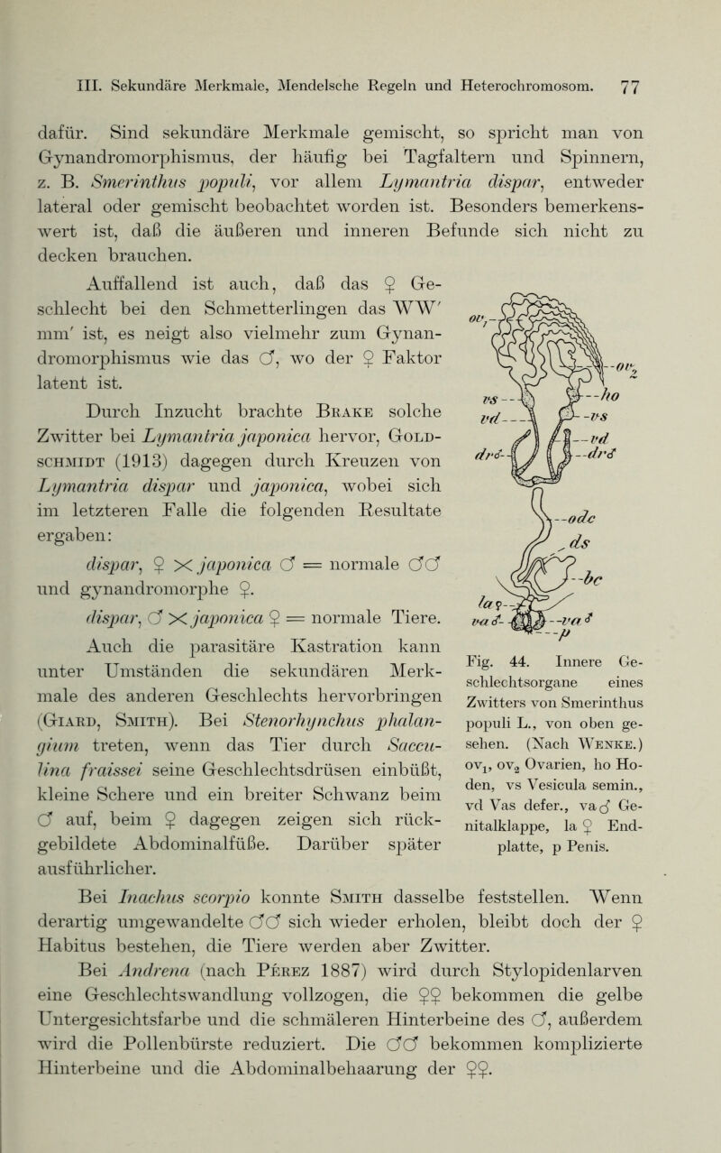 dafür. Sind sekundäre Merkmale gemischt, so spricht man von Gynandromorphismus, der häufig bei Tagfaltern und Spinnern, z. B. Smerintlufs populi, vor allem Lymantrici dispar, entweder lateral oder gemischt beobachtet worden ist. Besonders bemerkens- wert ist, daß die äußeren und inneren Befunde sich nicht zu decken brauchen. Auffallend ist auch, daß das $ Ge- schlecht bei den Schmetterlingen das WW' mm' ist, es neigt also vielmehr zum Gynan- dromorphismus wie das C5, wo der 2 Faktor latent ist. Durch Inzucht brachte Brake solche Zwitter bei Lymantrici japonica hervor, Gold- schmidt (1913) dagegen durch Kreuzen von Lymantria dispar und japonica, wobei sich im letzteren Falle die folgenden Resultate ergaben: dispar, $ X japonica (3 = normale (3(3 und gynandromorphe $. dispar, (3 X japonica $ = normale Tiere. Auch die parasitäre Kastration kann unter Umständen die sekundären Merk- male des anderen Geschlechts hervorbringen (Giard, Smith). Bei Stenorhynchns phalan- giiim treten, wenn das Tier durch Saccu- linci fraissei seine Geschlechtsdrüsen einbüßt, kleine Schere und ein breiter Schwanz beim (3 auf, beim $ dagegen zeigen sich rück- gebildete Abdominalfüße. Darüber später ausführlicher. Bei Inachus scorpio konnte Smith dasselbe feststellen. Wenn derartig umgewandelte (3(3 sich wieder erholen, bleibt doch der Habitus bestehen, die Tiere werden aber Zwitter. Bei Andrena (nach Perez 1887) wird durch Stylopidenlarven eine Geschlechtswandlung vollzogen, die $$ bekommen die gelbe Untergesichtsfarbe und die schmäleren Hinterbeine des (3, außerdem wird die Pollenbürste reduziert. Die (3(3 bekommen komplizierte Hinterbeine und die Abdominalbehaarung der §?• Zwitters von Smerinthus populi L., von oben ge- sehen. (Nach Wenke.) ovp ov2 Ovarien, ho Ho- den, vs Vesicula semin., vd Vas defer., va<d Ge- nitalklappe, la 2 End- platte, p Penis.