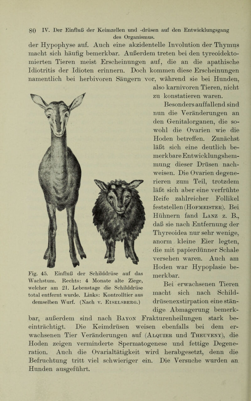 des Organismus. der Hypophyse auf. Auch eine akzidentelle Involution der Thymus macht sich häufig bemerkbar. Außerdem treten bei den tyreoidekto- mierten Tieren meist Erscheinungen auf, die an die apathische Idiotritis der Idioten erinnern. Doch kommen diese Erscheinungen namentlich bei herbivoren Säugern vor, während sie bei Hunden, also karnivoren Tieren, nicht zu konstatieren waren. Besonders auffallend sind nun die Veränderungen an den Genitalorganen, die so- wohl die Ovarien wie die Hoden betreffen. Zunächst läßt sich eine deutlich be- merkbare Entwicklungshem- mung dieser Drüsen nach- weisen. Die Ovarien degene- rieren zum Teil, trotzdem läßt sich aber eine verfrühte Reife zahlreicher Follikel feststellen (Hofmeister). Bei Hühnern fand Lanz z. B.^ daß sie nach Entfernung der Thyreoidea nur sehr wenige, anorm kleine Eier legten, die mit papierdünner Schale versehen waren. Auch am Hoden war Hypoplasie be- merkbar. Bei erwachsenen Tieren macht sich nach Schild- dige Abmagerung bemerk- bar, außerdem sind nach Bayon Frakturenheilungen stark be- einträchtigt. Die Keimdrüsen weisen ebenfalls bei dem er- wachsenen Tier Veränderungen auf (Alquier und Theuveny), die Hoden zeigen verminderte Spermatogenese und fettige Degene- ration. Auch die Ovarialtätigkeit wird herabgesetzt, denn die Befruchtung tritt viel schwieriger ein. Die Versuche wurden an Hunden ausgeführt. Fig. 45. Einfluß der Schilddrüse auf das Wachstum. Rechts: 4 Monate alte Ziege, welcher am 21. Lebenstage die Schilddrüse total entfernt wurde. Links: Kontrolltier aus