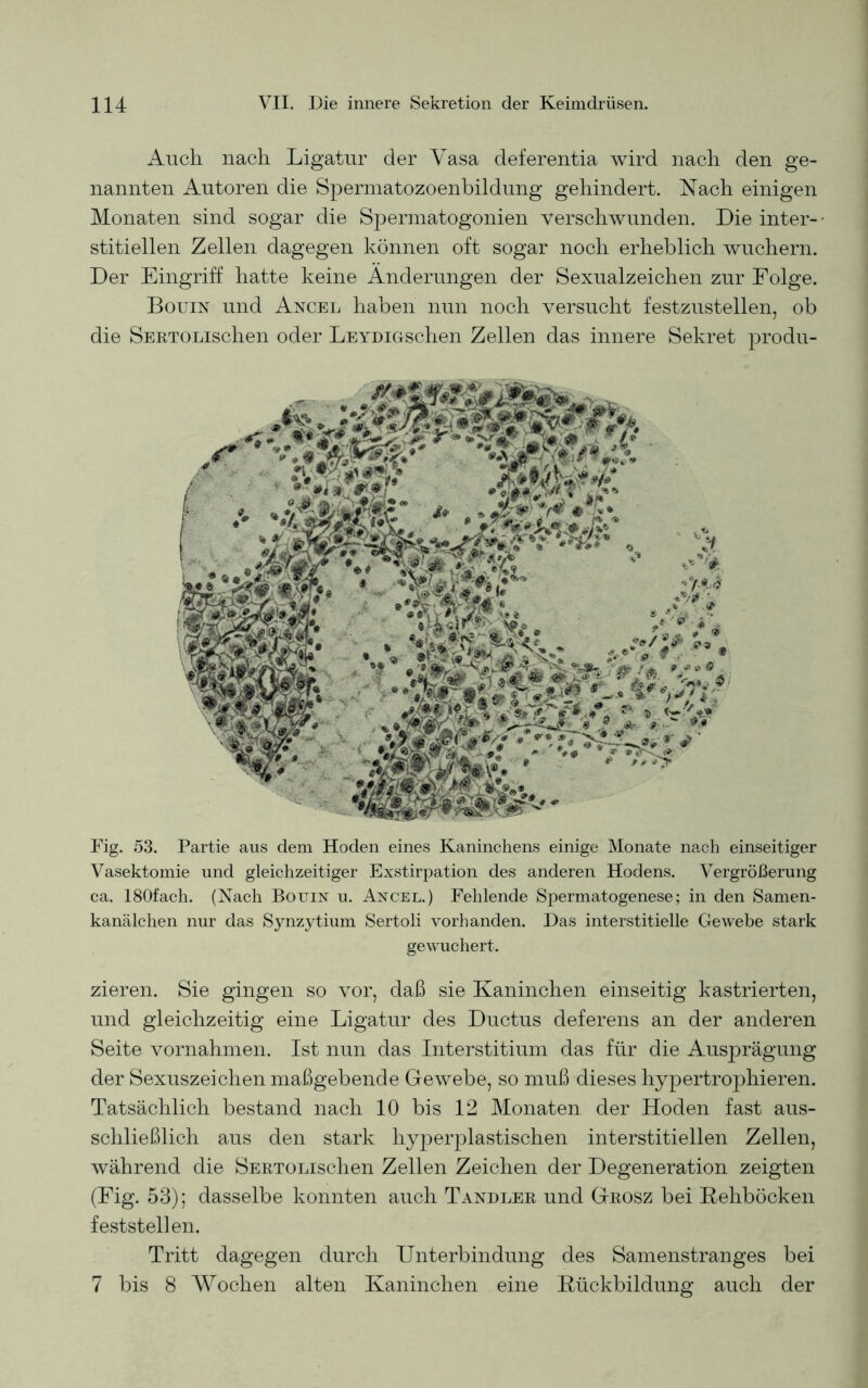 Auch nach Ligatur der Yasa deferentia wird nach den ge- nannten Autoren die Spermatozoenbildung gehindert. Nach einigen Monaten sind sogar die Spermatogonien verschwunden. Die inter- stitiellen Zellen dagegen können oft sogar noch erheblich wuchern. Der Eingriff hatte keine Änderungen der Sexualzeichen zur Folge. Bouin und Ancel haben nun noch versucht festzustellen, ob die SERTOLischen oder LEYDiGschen Zellen das innere Sekret produ- Fig. 53. Partie aus dem Hoden eines Kaninchens einige Monate nach einseitiger Vasektomie und gleichzeitiger Exstirpation des anderen Hodens. Vergrößerung ca. 180fach. (Nach Bouin u. Ancel.) Fehlende Spermatogenese; in den Samen- kanälchen nur das Synzytium Sertoli vorhanden. Das interstitielle Gewebe stark gewuchert. zieren. Sie gingen so vor, daß sie Kaninchen einseitig kastrierten, und gleichzeitig eine Ligatur des Ductus deferens an der anderen Seite Vornahmen. Ist nun das Interstitium das für die Ausprägung der Sexuszeichen maßgebende Gewebe, so muß dieses hypertrophieren. Tatsächlich bestand nach 10 bis 12 Monaten der Hoden fast aus- schließlich aus den stark hyperplastischen interstitiellen Zellen, während die SERTOLischen Zellen Zeichen der Degeneration zeigten (Fig. 53); dasselbe konnten auch Tandler und Grosz bei Rehböcken feststellen. Tritt dagegen durch Unterbindung des Samenstranges bei 7 bis 8 Wochen alten Kaninchen eine Rückbildung auch der