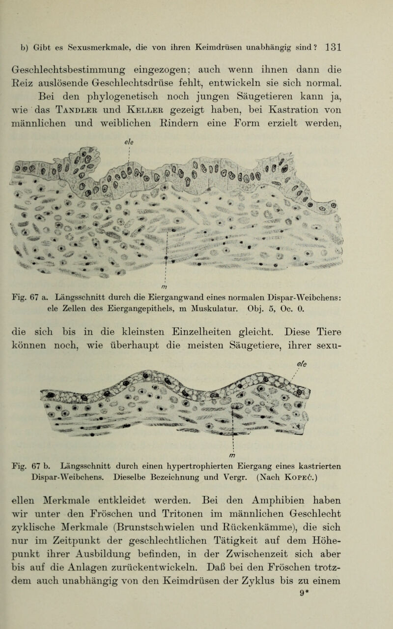 Geschlechtsbestimmung eingezogen; auch wenn ihnen dann die Reiz auslösende Geschlechtsdrüse fehlt, entwickeln sie sich normal. Bei den phylogenetisch noch jungen Säugetieren kann ja, wie das Tandler und Keller gezeigt haben, bei Kastration von männlichen und weiblichen Kindern eine Form erzielt werden, eie m Fig. 67 a. Längsschnitt durch die Eiergangwand eines normalen Dispar-Weibchens: eie Zellen des Eiergangepithels, m Muskulatur. Obj. 5, Oc. 0. die sich bis in die kleinsten Einzelheiten gleicht. Diese Tiere können noch, wie überhaupt die meisten Säugetiere, ihrer sexu- e/e m Fig. 67 b. Längsschnitt durch einen hypertrophierten Eiergang eines kastrierten Dispar-Weibchens. Dieselbe Bezeichnung und Vergr. (Nach Kopeö.) eilen Merkmale entkleidet werden. Bei den Amphibien haben wir unter den Fröschen und Tritonen im männlichen Geschlecht zyklische Merkmale (Brunstschwielen und Kückenkämme), die sich nur im Zeitpunkt der geschlechtlichen Tätigkeit auf dem Höhe- punkt ihrer Ausbildung befinden, in der Zwischenzeit sich aber bis auf die Anlagen zurückentwickeln. Daß bei den Fröschen trotz- dem auch unabhängig von den Keimdrüsen der Zyklus bis zu einem 9*
