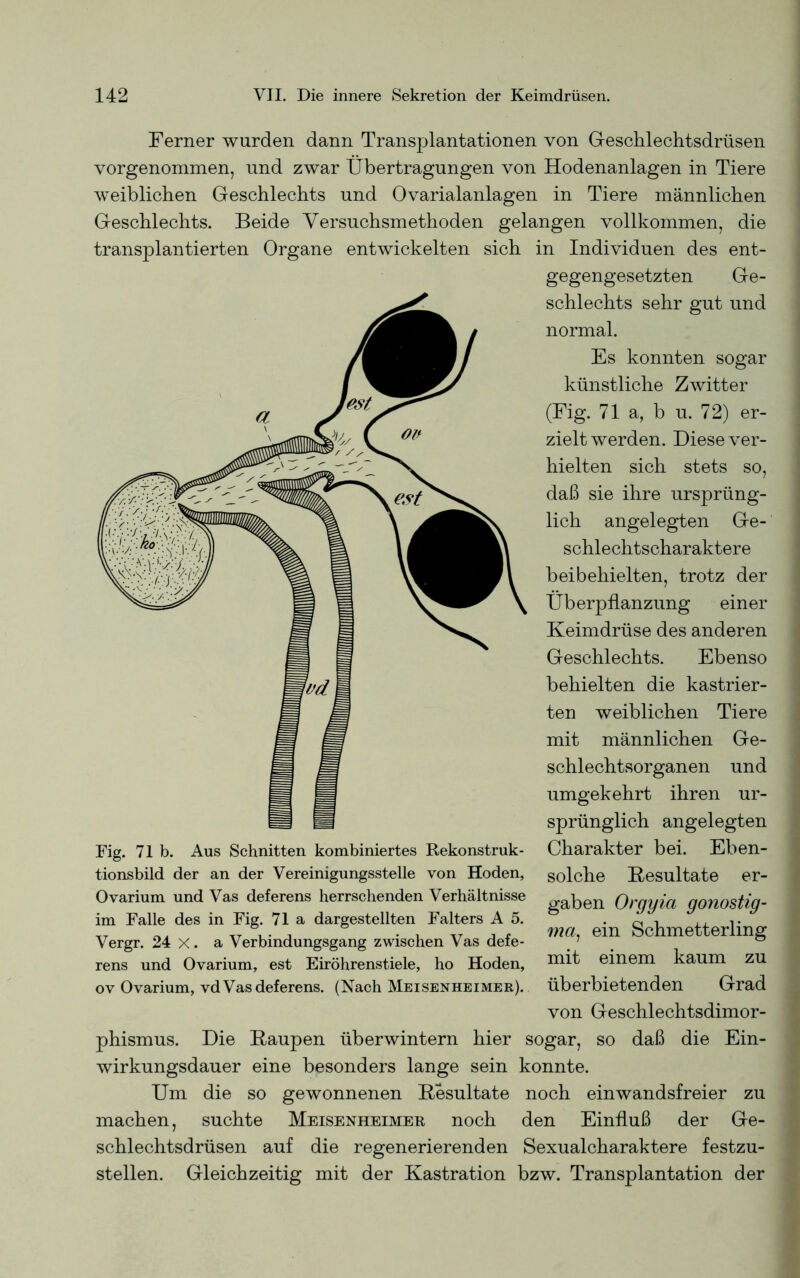 Ferner wurden dann Transplantationen von Geschlechtsdrüsen vorgenommen, und zwar Übertragungen von Hodenanlagen in Tiere weiblichen Geschlechts und Ovarialanlagen in Tiere männlichen Geschlechts. Beide Yersuchsmethoden gelangen vollkommen, die transplantierten Organe entwickelten sich in Individuen des ent- gegengesetzten Ge- schlechts sehr gut und normal. Es konnten sogar künstliche Zwitter (Fig. 71 a, b u. 72) er- zieltwerden. Diese ver- hielten sich stets so, daß sie ihre ursprüng- lich angelegten Ge- schlechtscharaktere beibehielten, trotz der Überpflanzung einer Keimdrüse des anderen Geschlechts. Ebenso behielten die kastrier- ten weiblichen Tiere mit männlichen Ge- schlechtsorganen und umgekehrt ihren ur- sprünglich angelegten Charakter bei. Eben- tionsbild der an der Vereinigungsstelle von Hoden, solche Resultate er- Ovarium und Vas deferens herrschenden Verhältnisse gapen Orqyict gonostig- im Falle des in Fig. 71 a dargestellten Falters A 5. • o v TT T7 . , . , TT , , ma, ein Schmetterling Vergr. 24 X. a Verbindungsgang zwischen Vas dete- 7 rens und Ovarium, est Eiröhrenstiele, ho Hoden, einem kaum zu ov Ovarium, vd Vas deferens. (Nach Meisenheimer). überbietenden Grad von Geschlechtsdimor- phismus. Die Raupen überwintern hier sogar, so daß die Ein- wirkungsdauer eine besonders lange sein konnte. Um die so gewonnenen Resultate noch einwandsfreier zu machen, suchte Meisenheimer noch den Einfluß der Ge- schlechtsdrüsen auf die regenerierenden Sexualcharaktere festzu- stellen. Gleichzeitig mit der Kastration bzw. Transplantation der Fig. 71 b. Aus Schnitten kombiniertes Rekonstruk-
