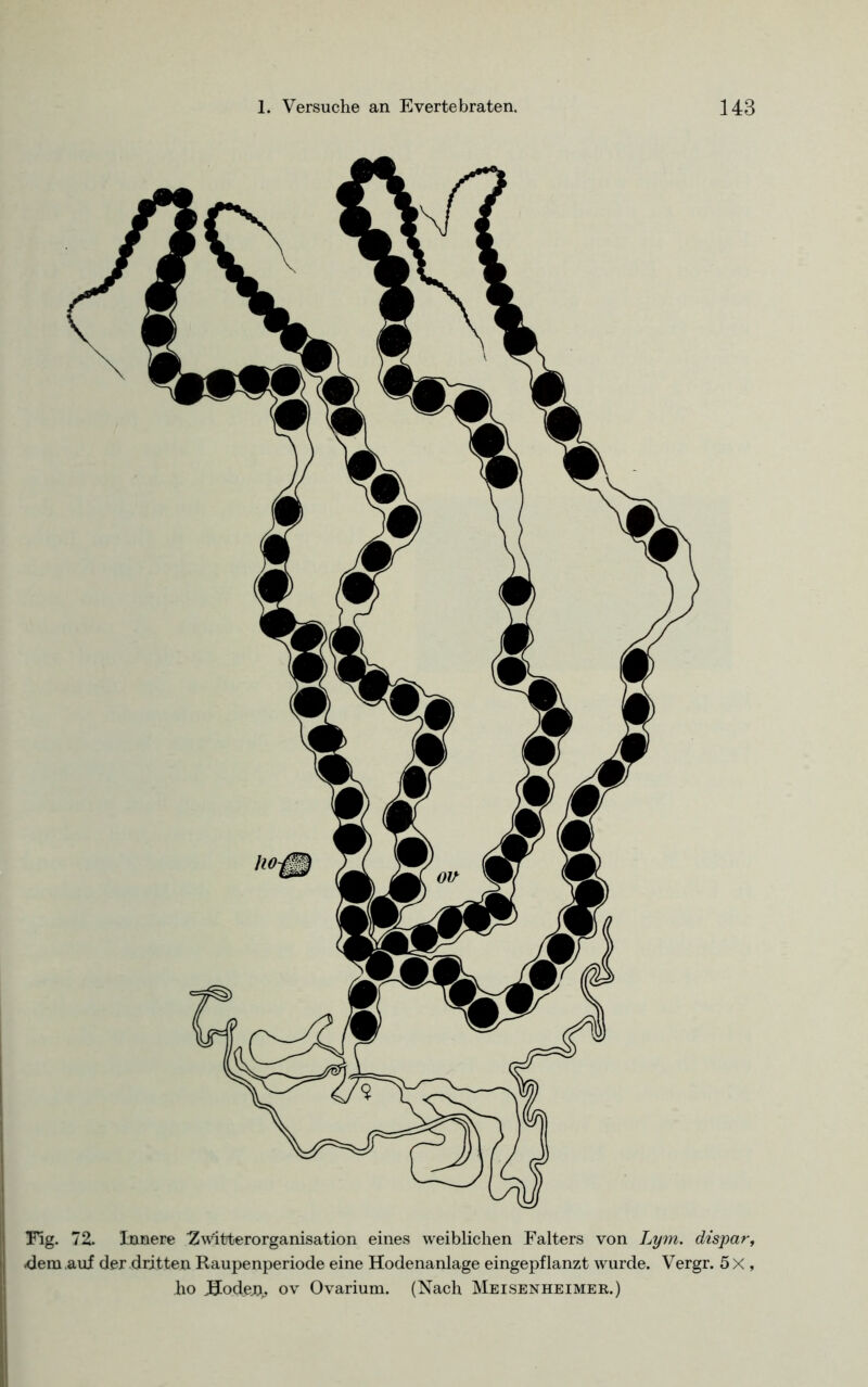 Fig. 72. Innere ZWitterorganisation eines weiblichen Falters von Lym. dispar, dem auf der dritten Raupenperiode eine Hodenanlage eingepflanzt wurde. Vergr. 5x , ho Hoden,, ov Ovarium. (Nach Meisenheimer.)