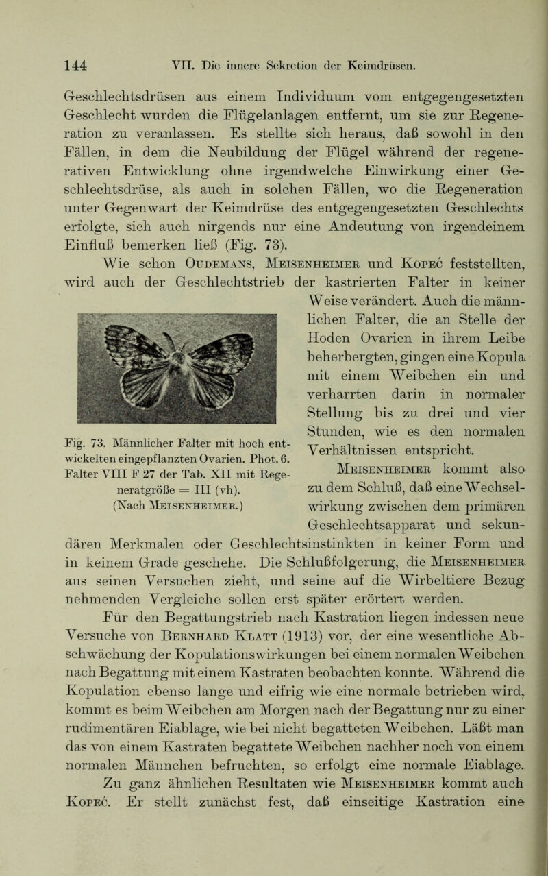 Geschlechtsdrüsen ans einem Individuum vom entgegengesetzten Geschlecht wurden die Flügelanlagen entfernt, um sie zur Regene- ration zu veranlassen. Es stellte sich heraus, daß sowohl in den Fällen, in dem die Neubildung der Flügel während der regene- rativen Entwicklung ohne irgendwelche Einwirkung einer Ge- schlechtsdrüse, als auch in solchen Fällen, wo die Regeneration unter Gegenwart der Keimdrüse des entgegengesetzten Geschlechts erfolgte, sich auch nirgends nur eine Andeutung von irgendeinem Einfluß bemerken ließ (Fig. 73). Wie schon Oudemans, Meisenheimer und Kopec feststellten, wird auch der Geschlechtstrieb der kastrierten Falter in keiner Weise verändert. Auch die männ- lichen Falter, die an Stelle der Hoden Ovarien in ihrem Leibe beherbergten, gingen eine Kopula, mit einem Weibchen ein und verharrten darin in normaler Stellung bis zu drei und vier Stunden, wie es den normalen Verhältnissen entspricht. Meisenheimer kommt also zu dem Schluß, daß eine Wechsel- wirkung zwischen dem primären Geschlechtsapparat und sekun- dären Merkmalen oder Geschlechtsinstinkten in keiner Form und in keinem Grade geschehe. Die Schlußfolgerung, die Meisenheimer aus seinen Versuchen zieht, und seine auf die Wirbeltiere Bezug nehmenden Vergleiche sollen erst später erörtert werden. Für den Begattungstrieb nach Kastration liegen indessen neue Versuche von Bernhard Klatt (1913) vor, der eine wesentliche Ab- schwächung der Kopulationswirkungen bei einem normalen Weibchen nach Begattung mit einem Kastraten beobachten konnte. Während die Kopulation ebenso lange und eifrig wie eine normale betrieben wird, kommt es beim Weibchen am Morgen nach der Begattung nur zu einer rudimentären Eiablage, wie bei nicht begatteten Weibchen. Läßt man das von einem Kastraten begattete Weibchen nachher noch von einem normalen Männchen befruchten, so erfolgt eine normale Eiablage. Zu ganz ähnlichen Resultaten wie Meisenheimer kommt auch Kopec. Er stellt zunächst fest, daß einseitige Kastration eino Fig. 73. Männlicher Falter mit hoch ent- wickelten eingepflanzten Ovarien. Phot. 6. Falter VIII F 27 der Tab. XII mit Rege- neratgröße = III (vh). (Nach Meisenheimer.)
